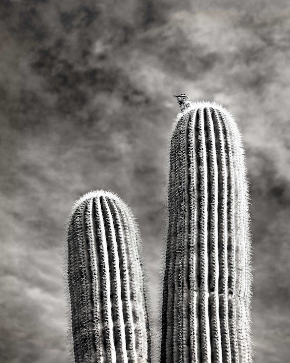 Saguaro 2
