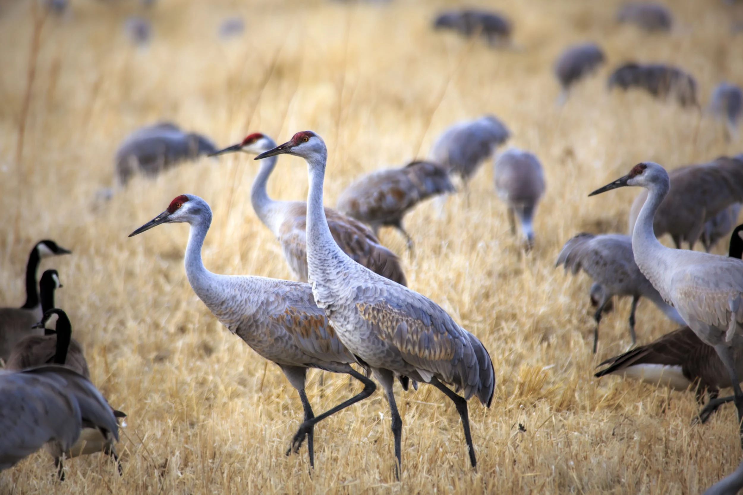 Sandhill Cranes 3