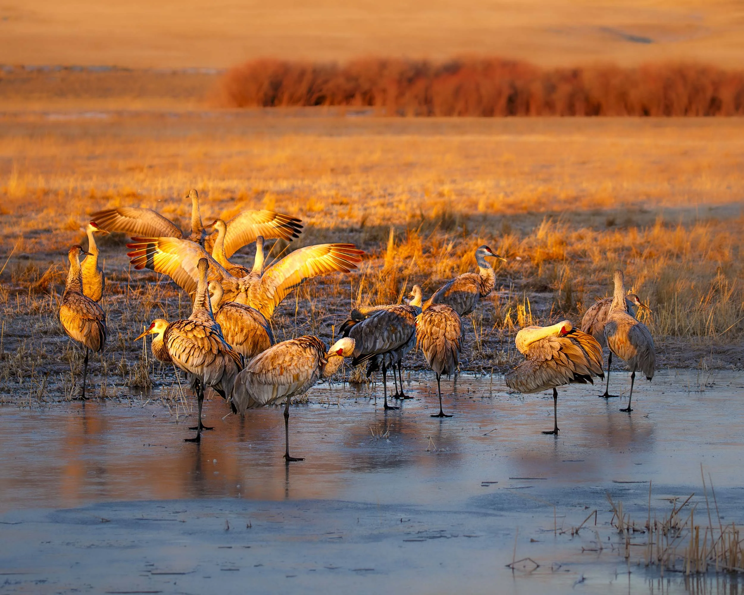 Sandhill Cranes 4