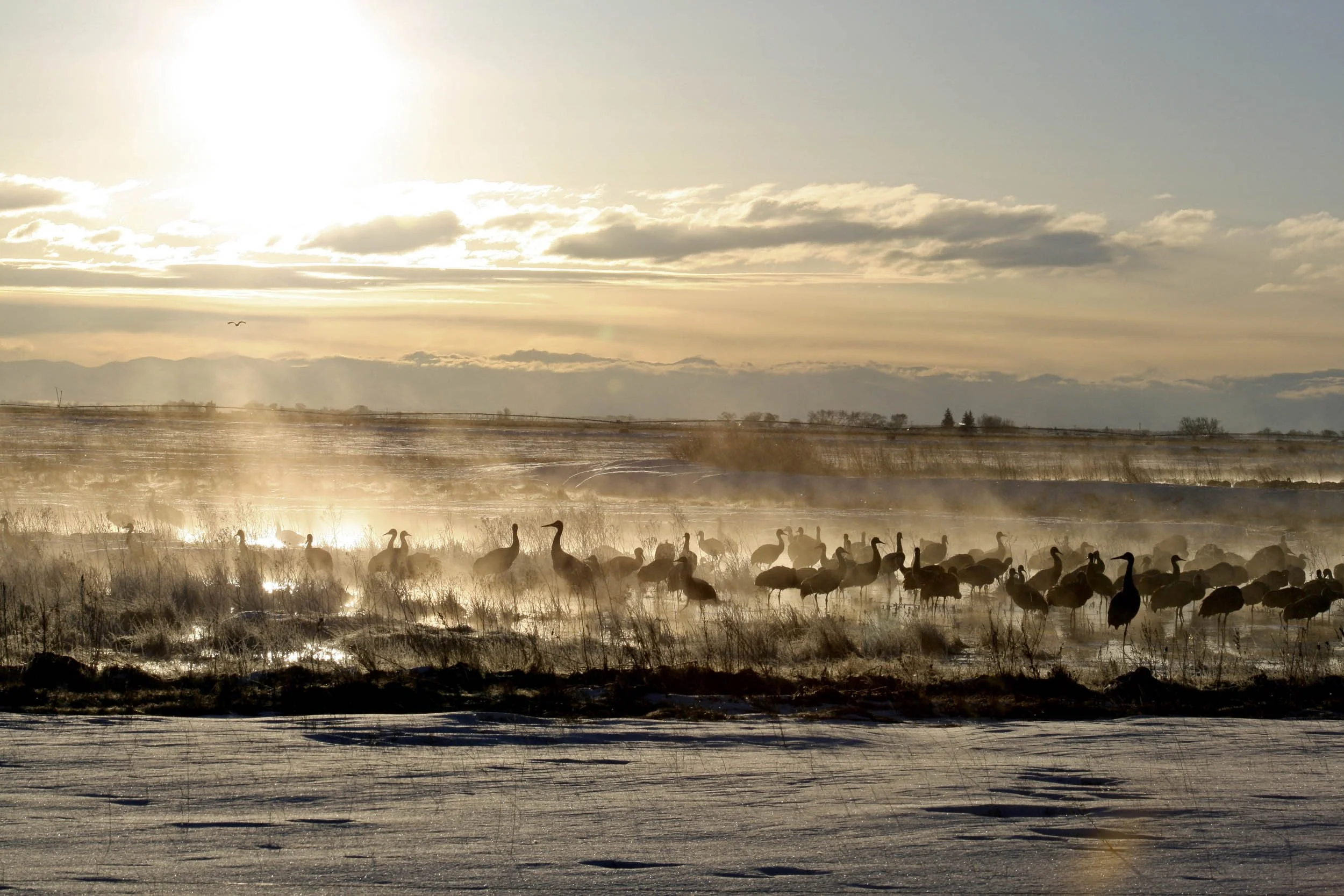 Sandhill Cranes 1