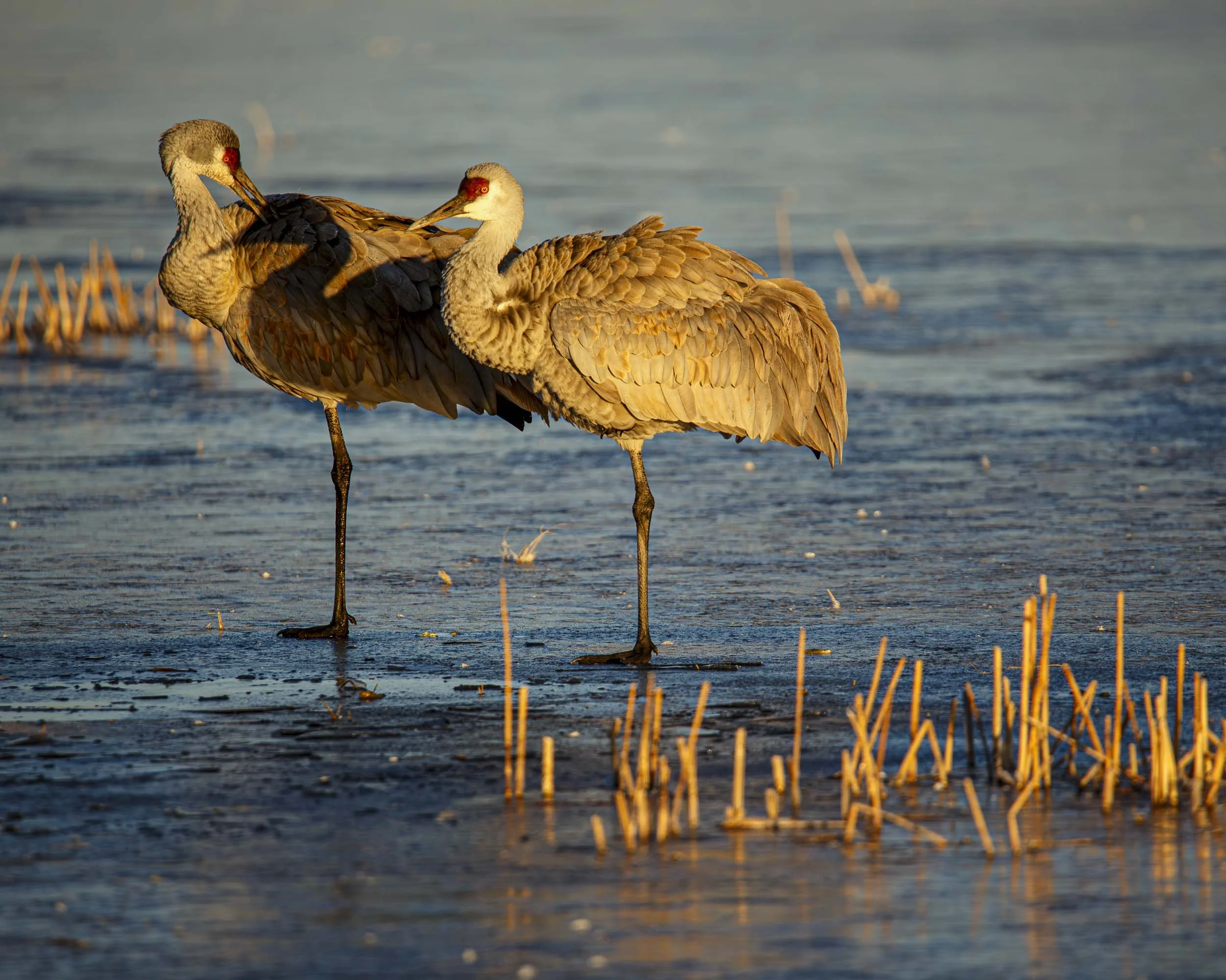 Sandhill Cranes 7