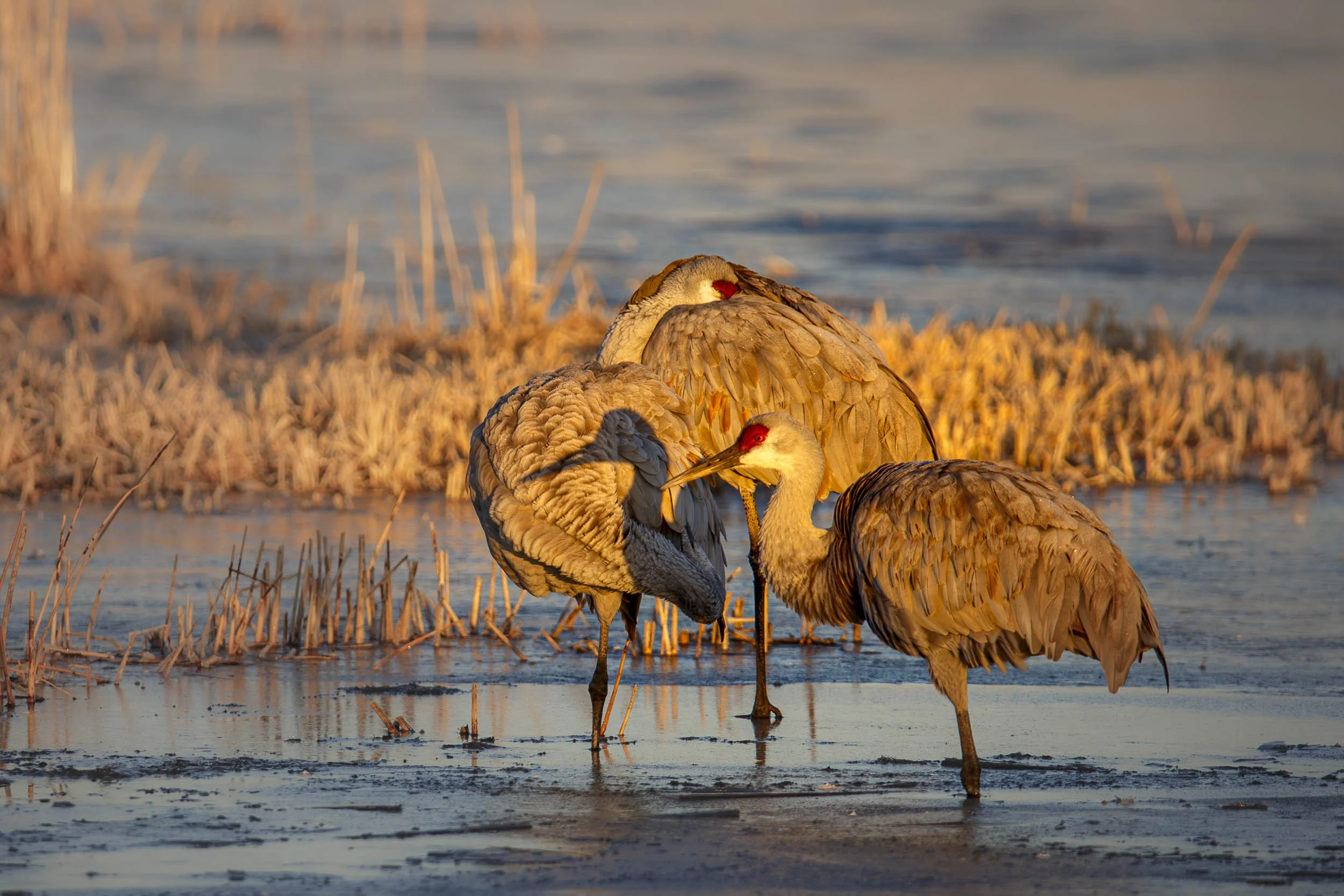 Sandhill Cranes 6