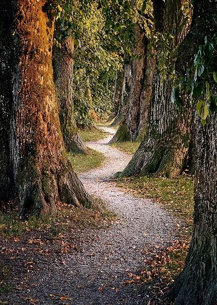 a winding path through tall trees