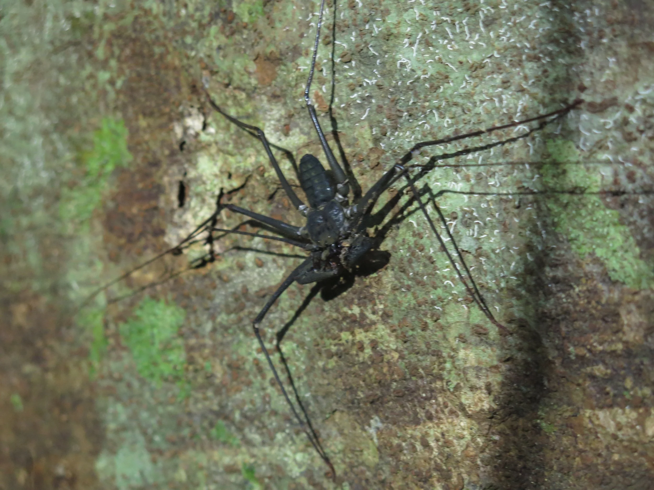 A close-up of a black tail-less whip scorpion on a tree trunk, capturing its long legs and body, with moss and lichen on the bark.