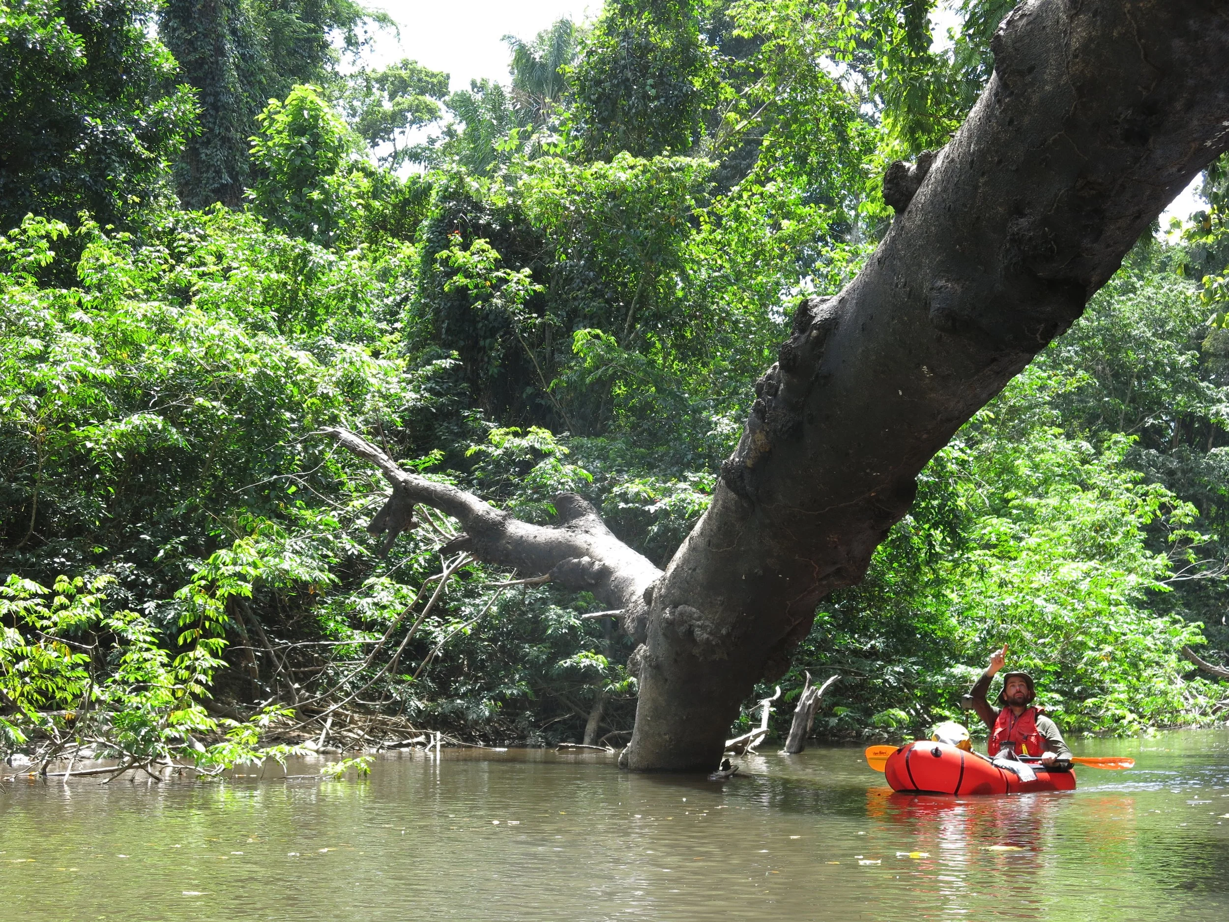 A person packrafting on a river surrounded by dense green forest, with a large leaning tree overhanging the water.