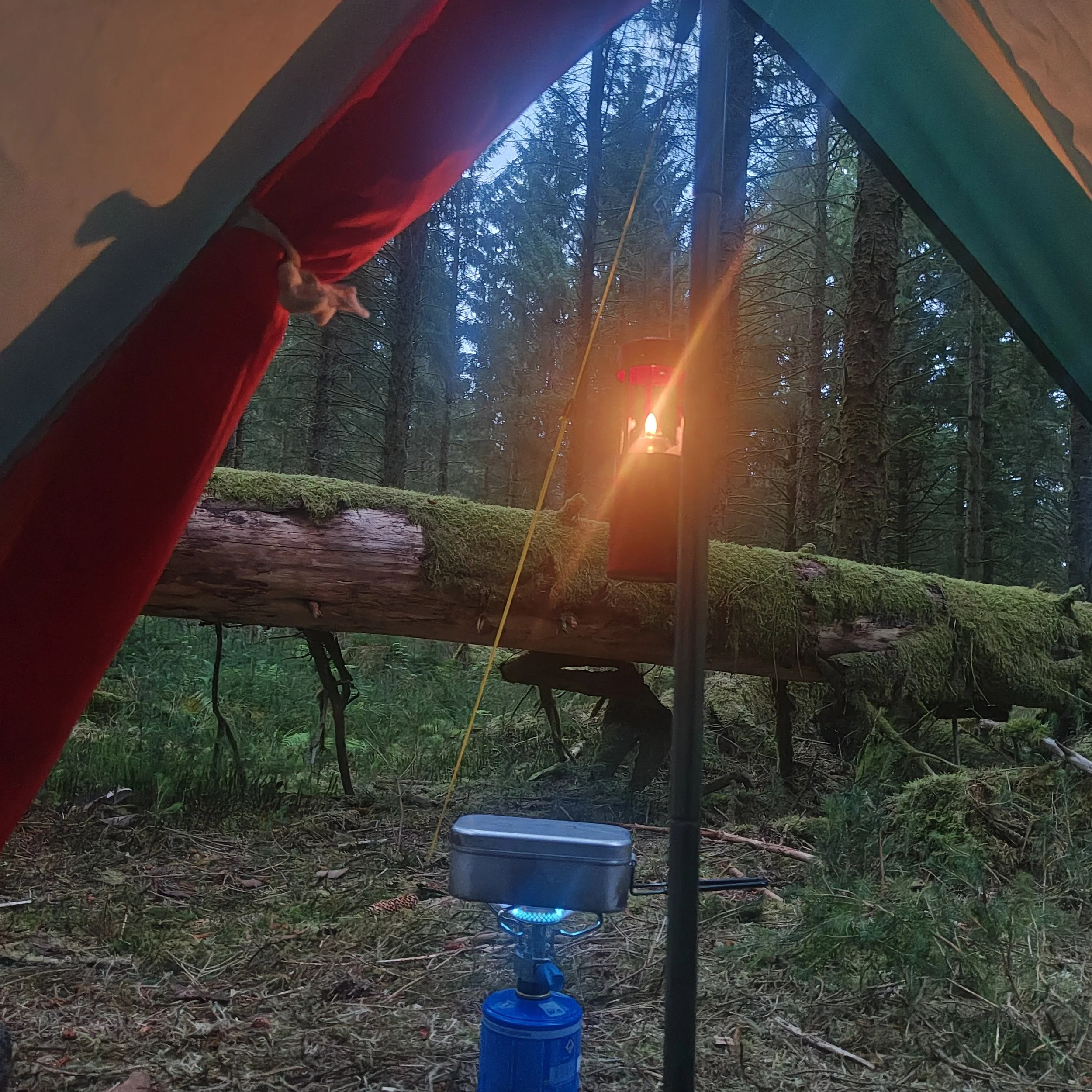 Loch Ard Forest - Guided Woodland Experience