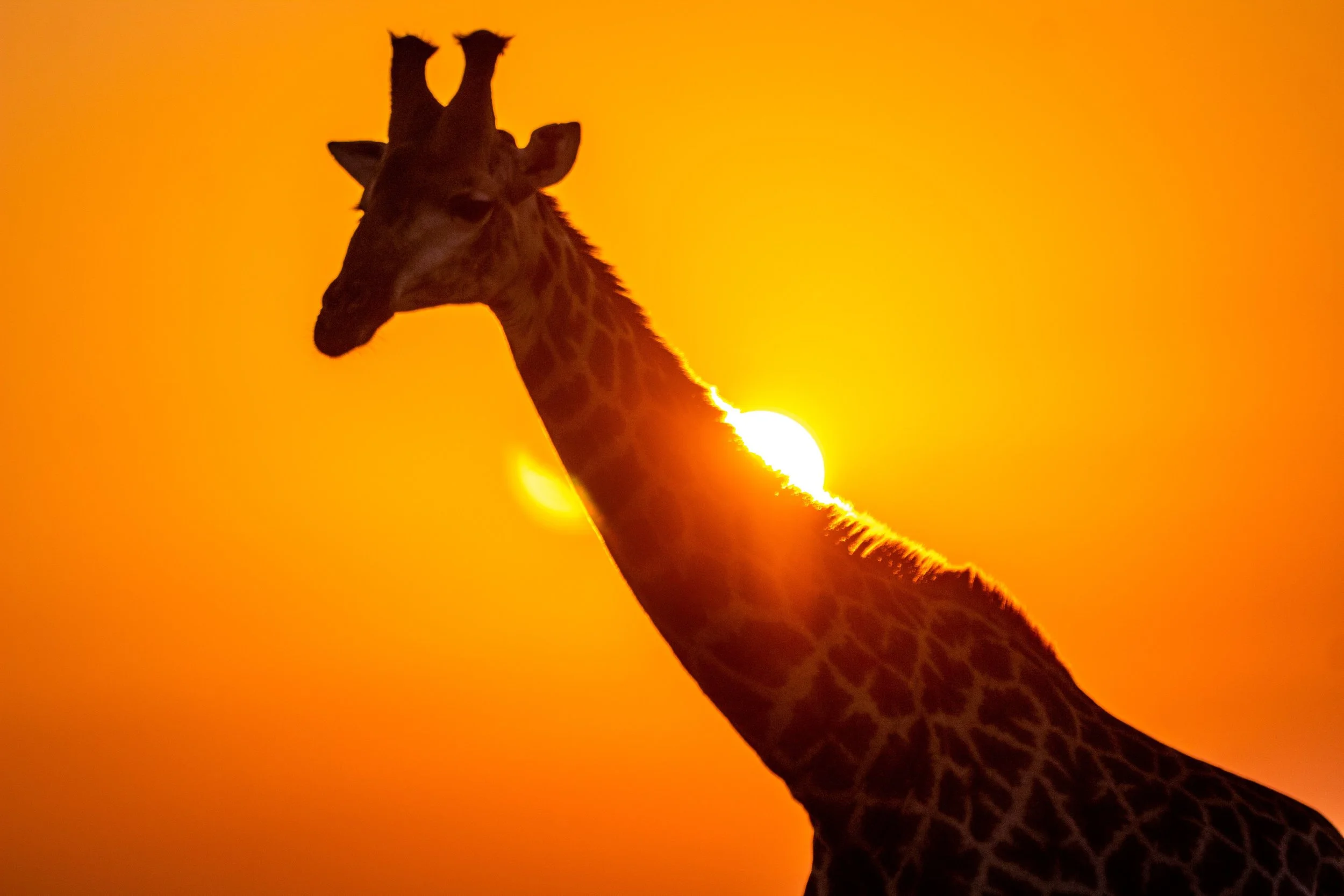 South Africa Safari