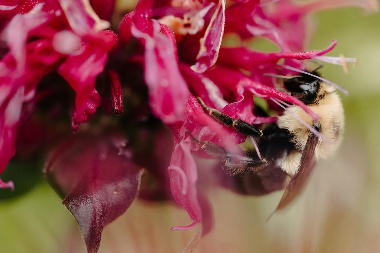 bees and nature are abundant at this outdoor wedding venue, tops'l farm
