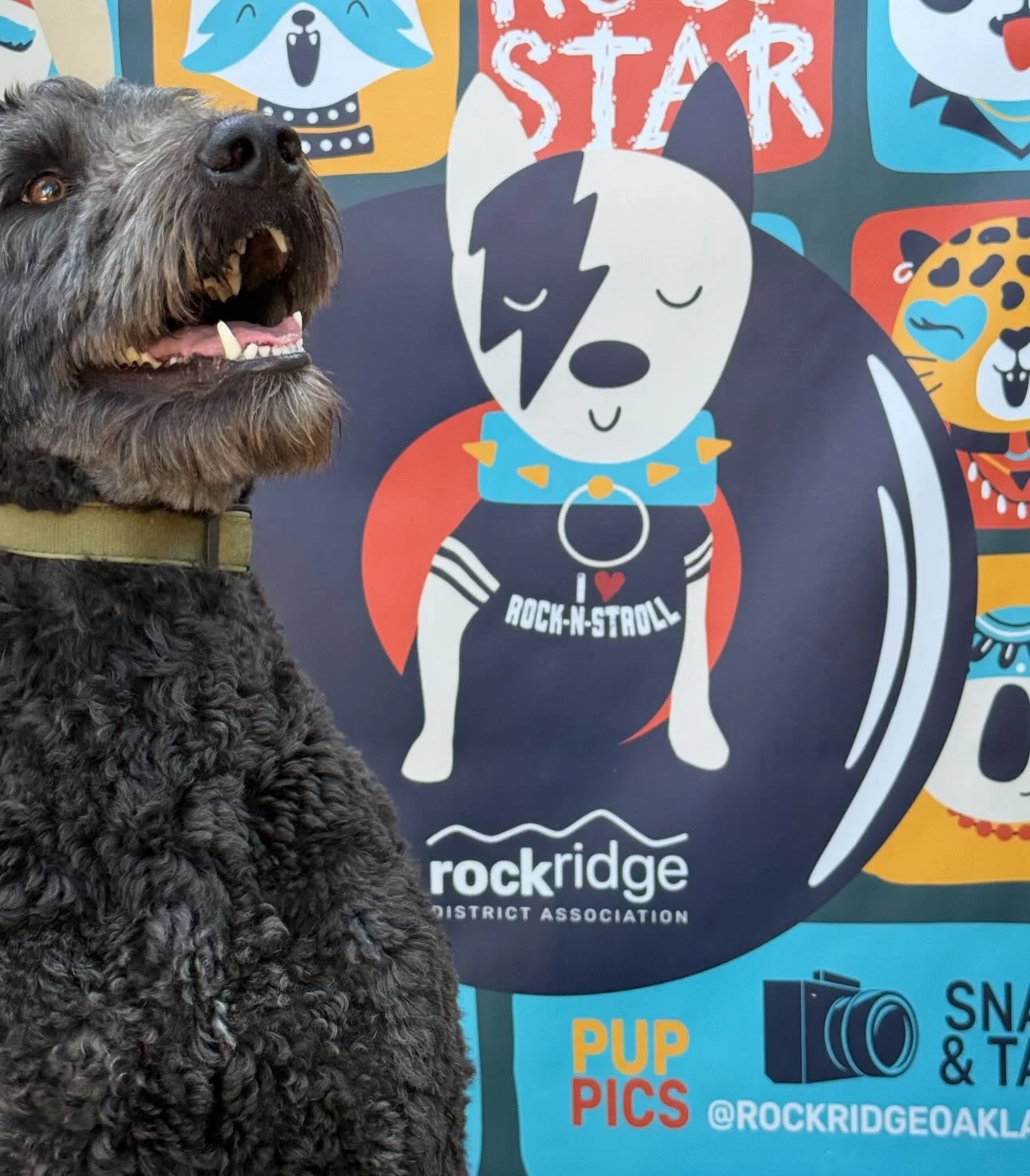 Stop by the Pup Photo Booth today at Rockridge Rock-N-Stroll (5951 College) - snap a pic and post it to Instagram or Facebook for a chance to win $100 Rockridge Card redeemable at 37 locations in the district! 🐾