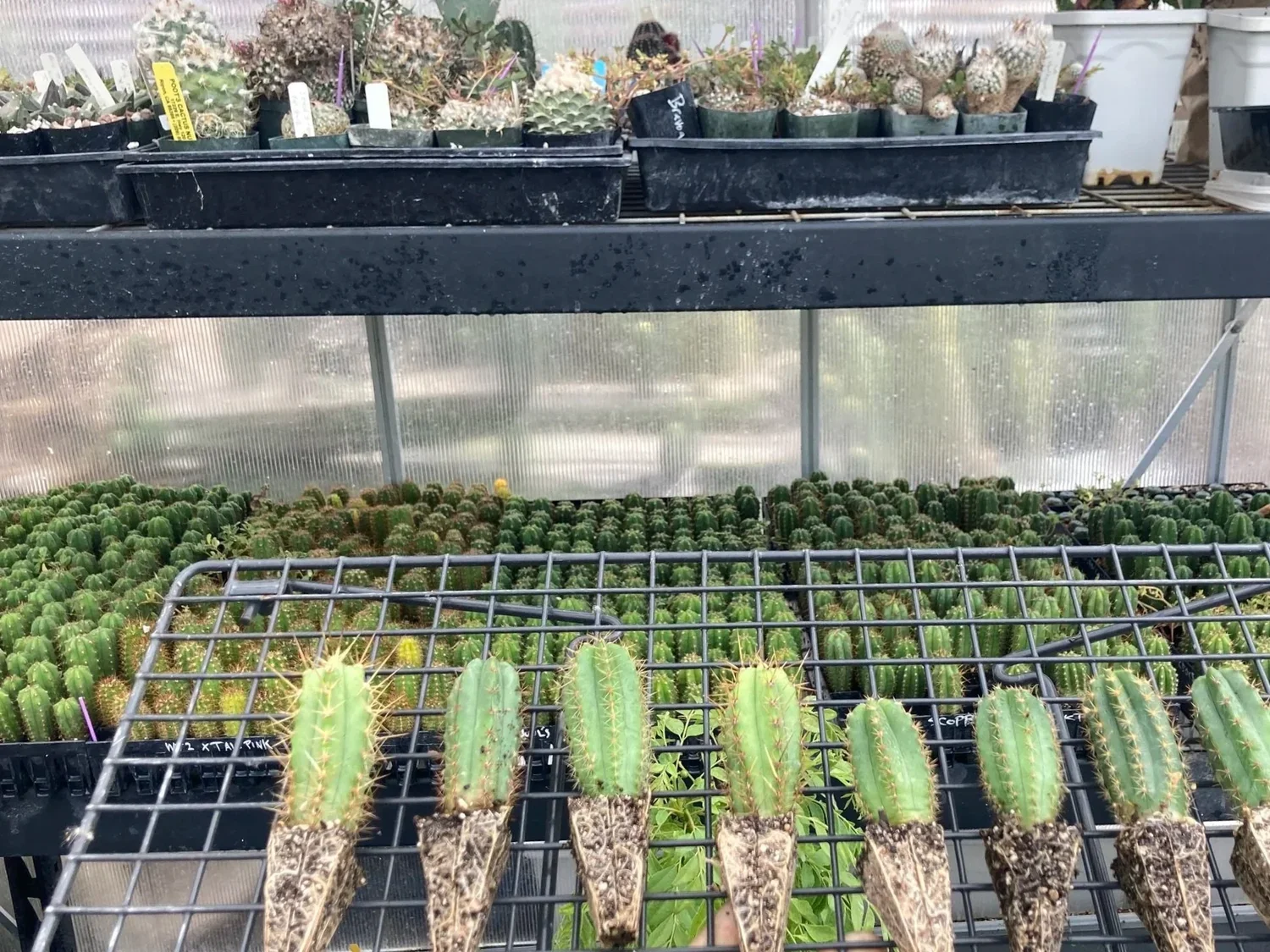 Cactus Breeding