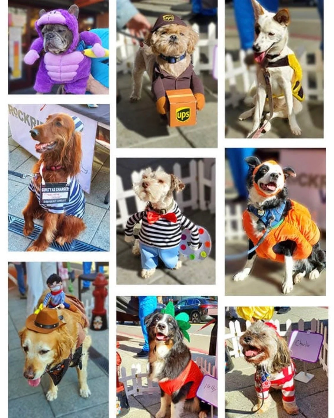We admit it. We can't decide. So, we're making you do it! 
There was pawsitively A-game competition this year for the pup costume contest at the Rockridge Halloween Parade. A $100 Rockridge e-Gift is still up for grabs! 🚨

One of these lucky pups wi