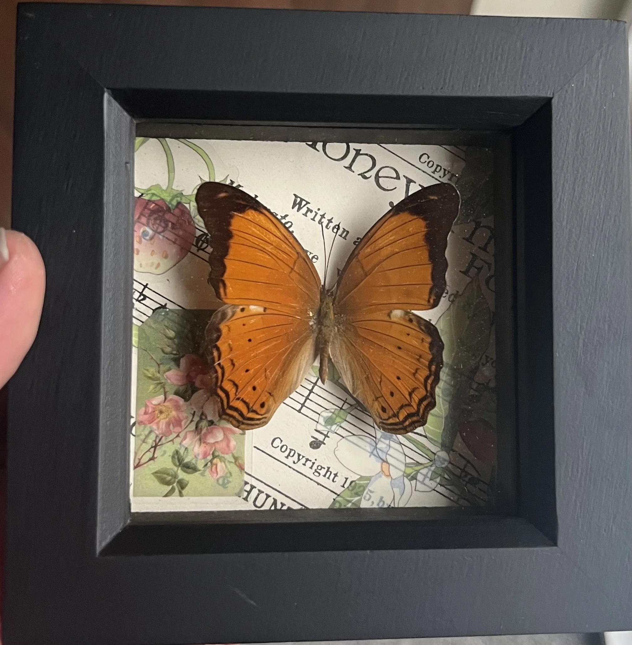 Malay Yeoman butterfly