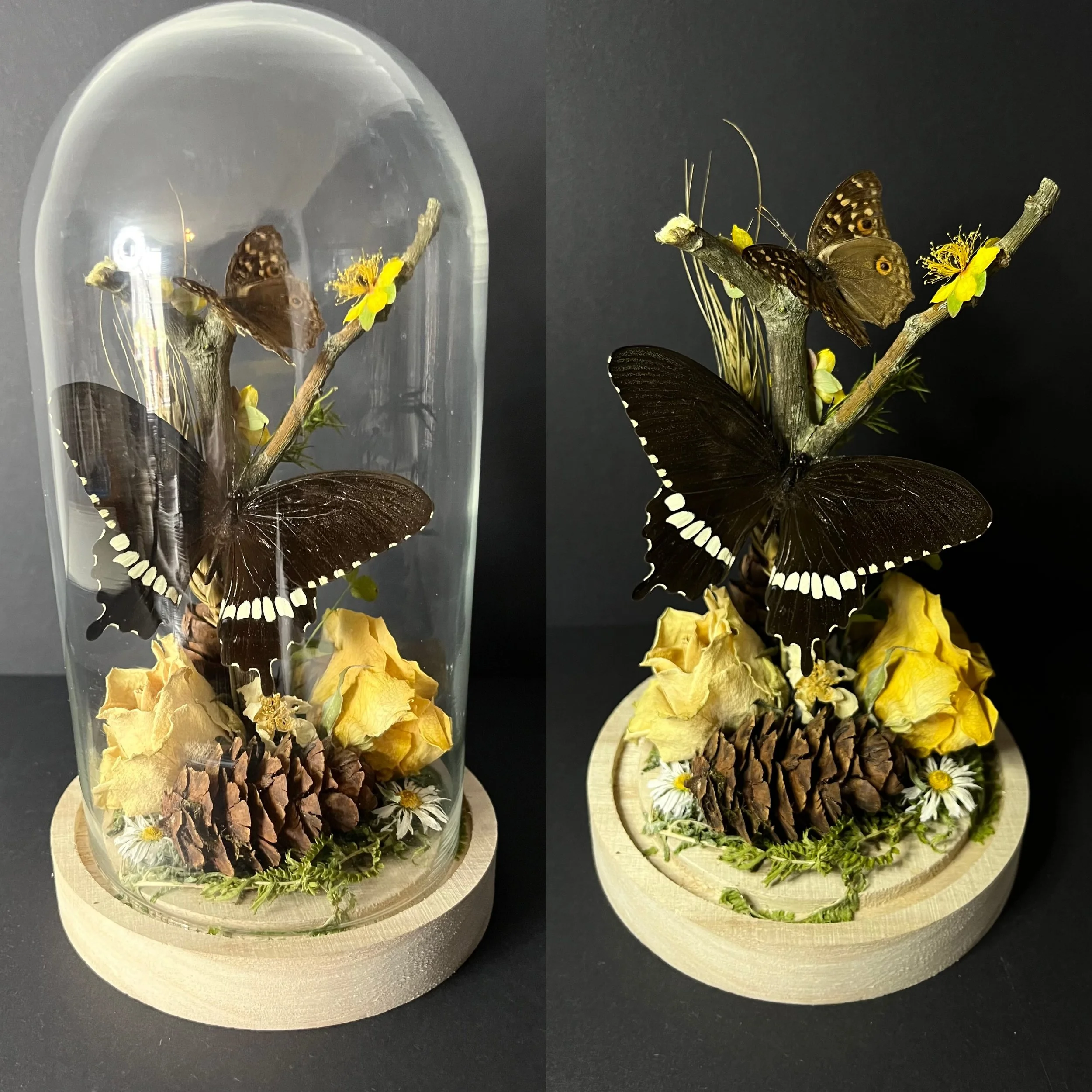 Mormon & Pansy Dome