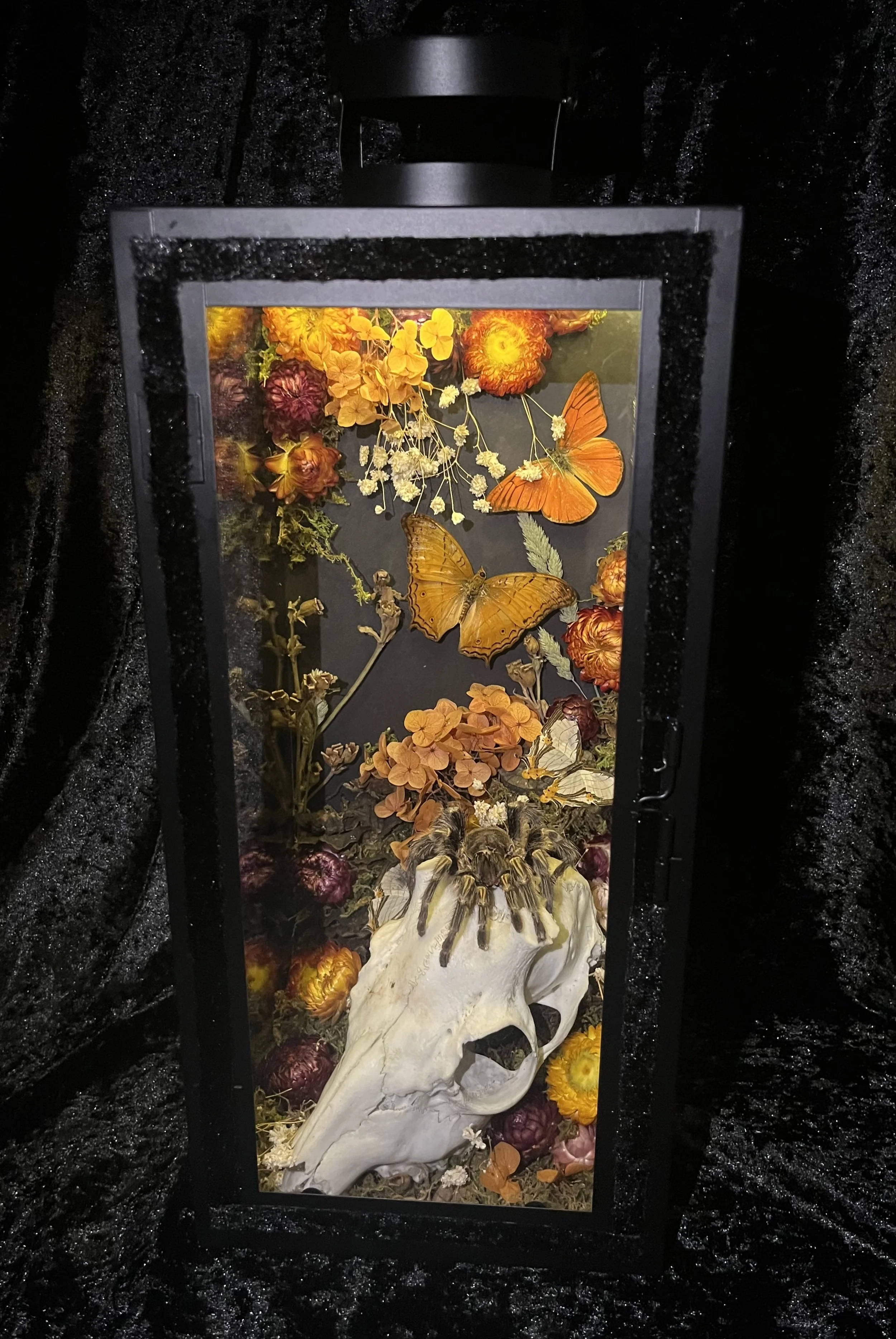Tarantula & Deer Skull lantern