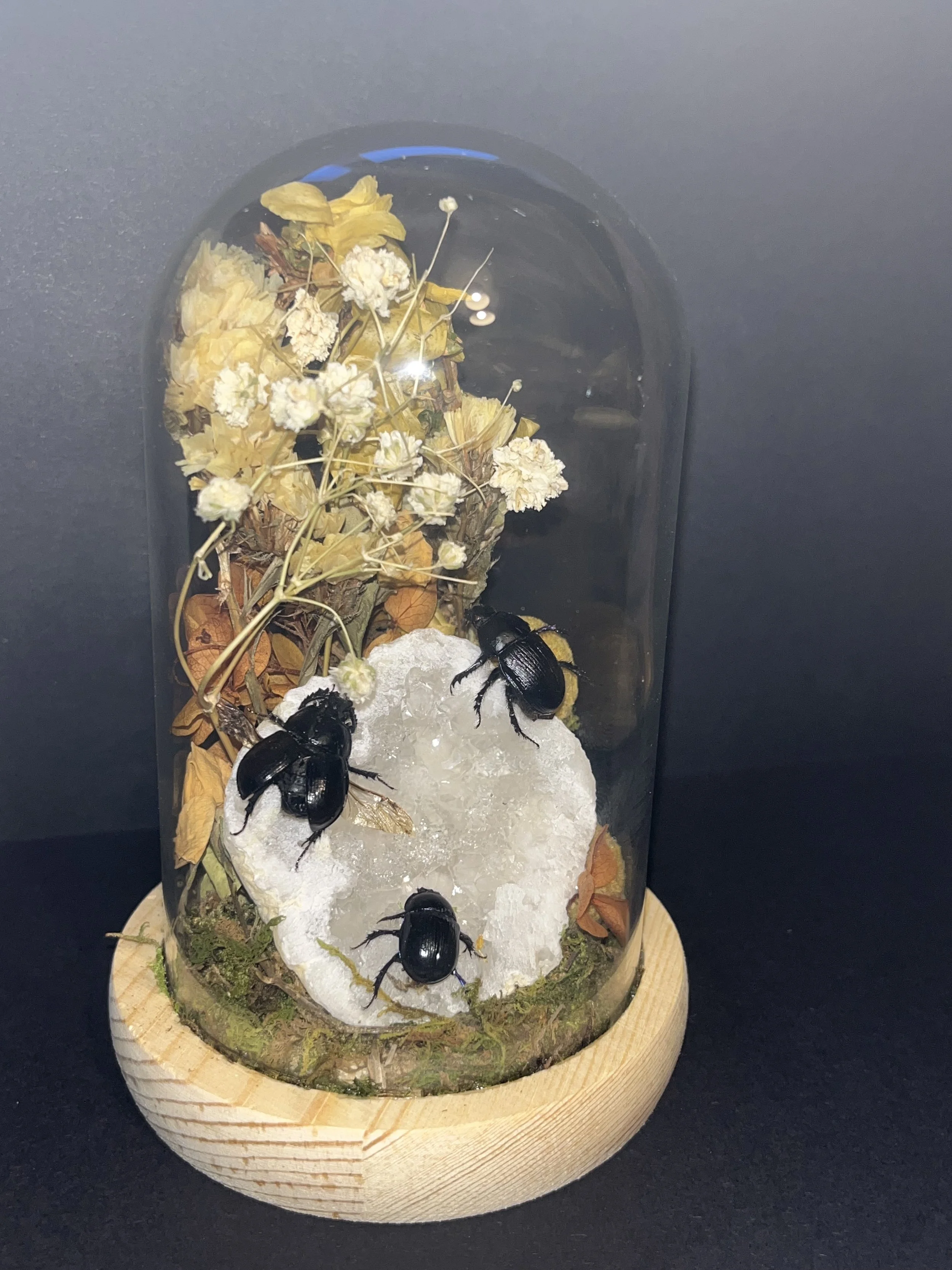 Beetle Dome