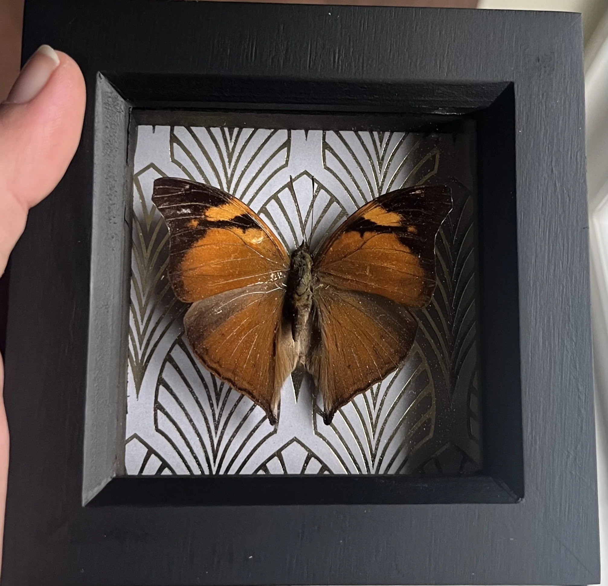 Autumn Leaf butterfly