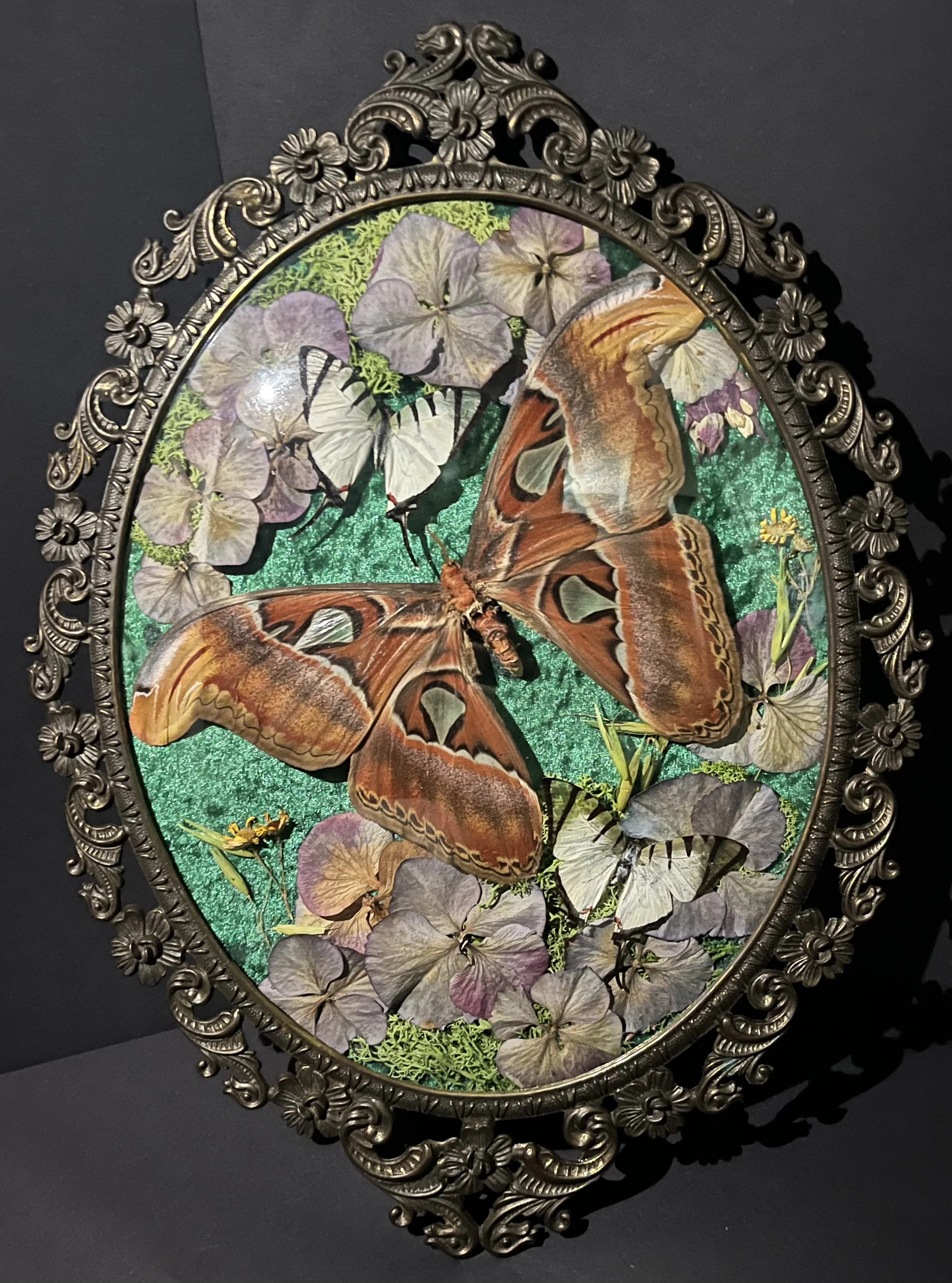 Atlas Moth antique frame