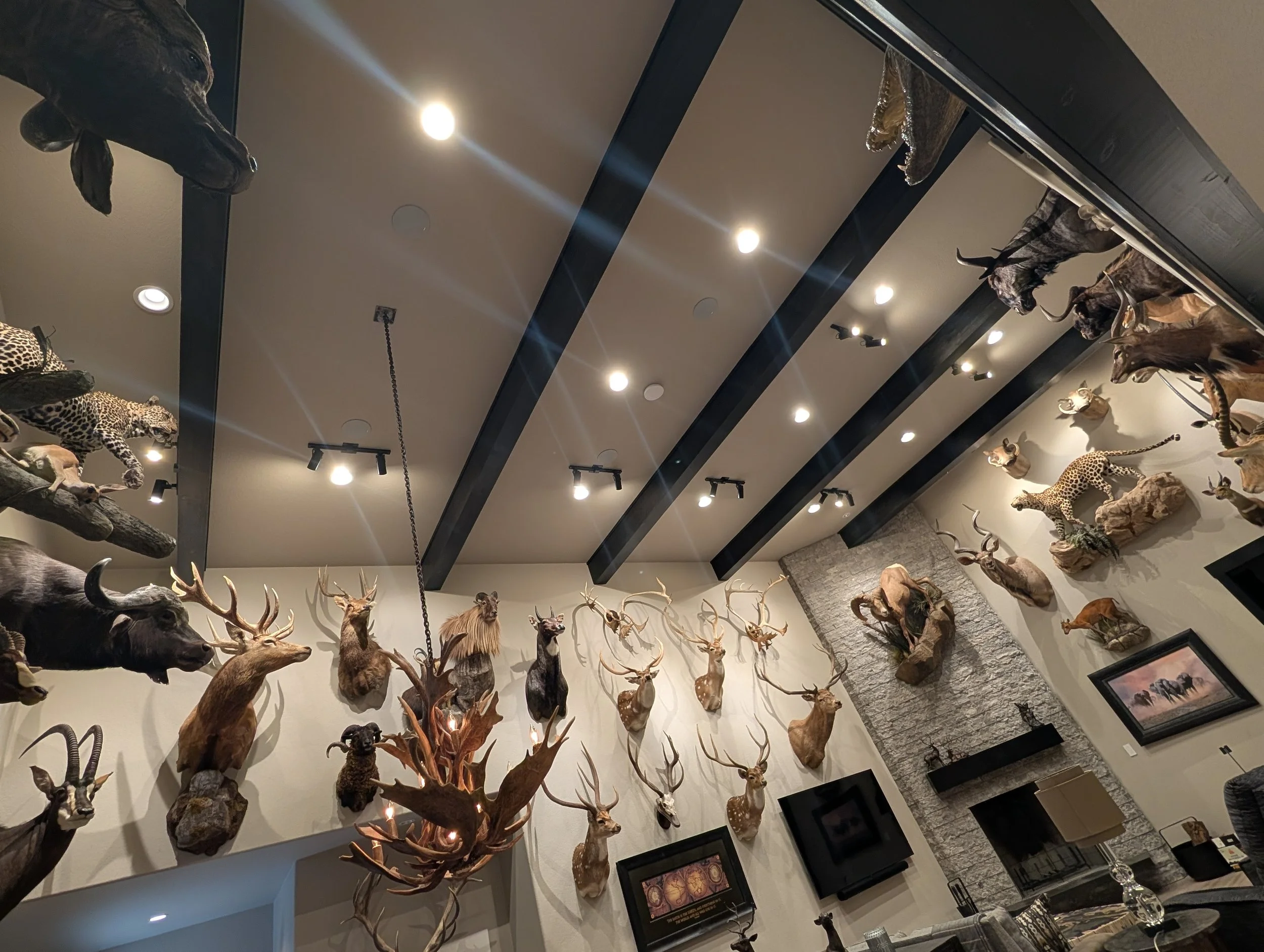 Trophy game room with hunted mounts, featuring lighting installed by BP Electrical Services