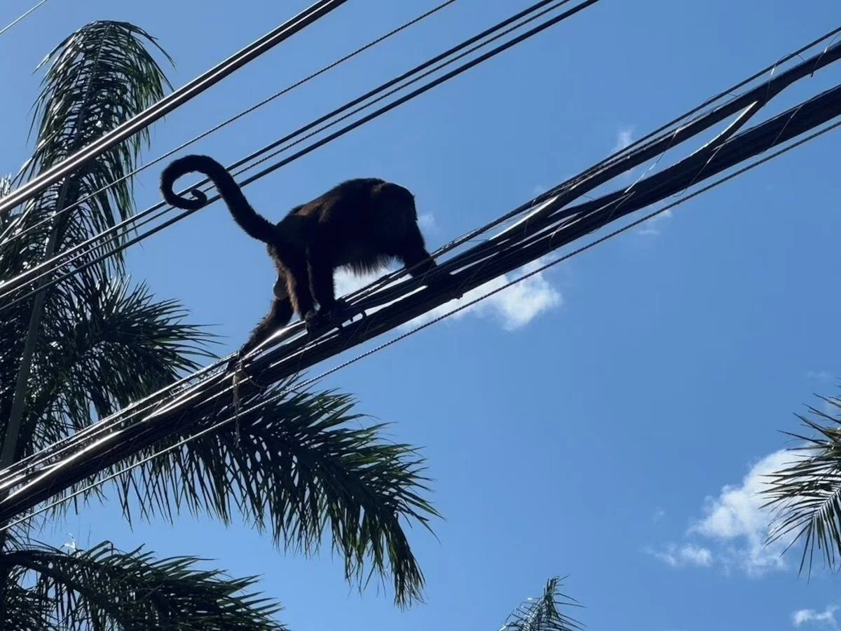 A Howler monkey traverses the monkey ladder in Playa Langosta