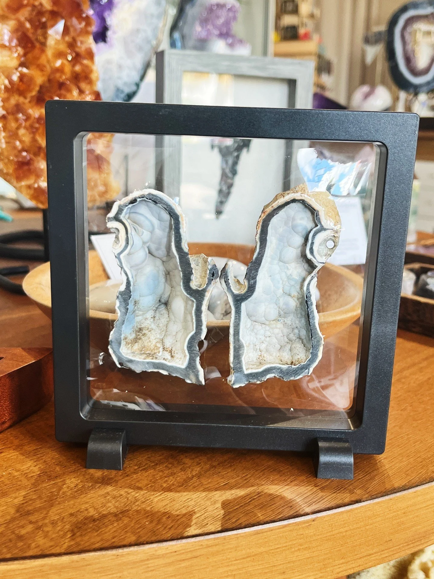 🌊✨ Agatized Coral ✨🌊

Did you know Florida&rsquo;s state stone is Agatized Coral? 🪸 Over millions of years, ancient coral transformed into chalcedony quartz, creating stunning fossilized patterns unique to each piece.

🌟 Fun Fact: The agatized co