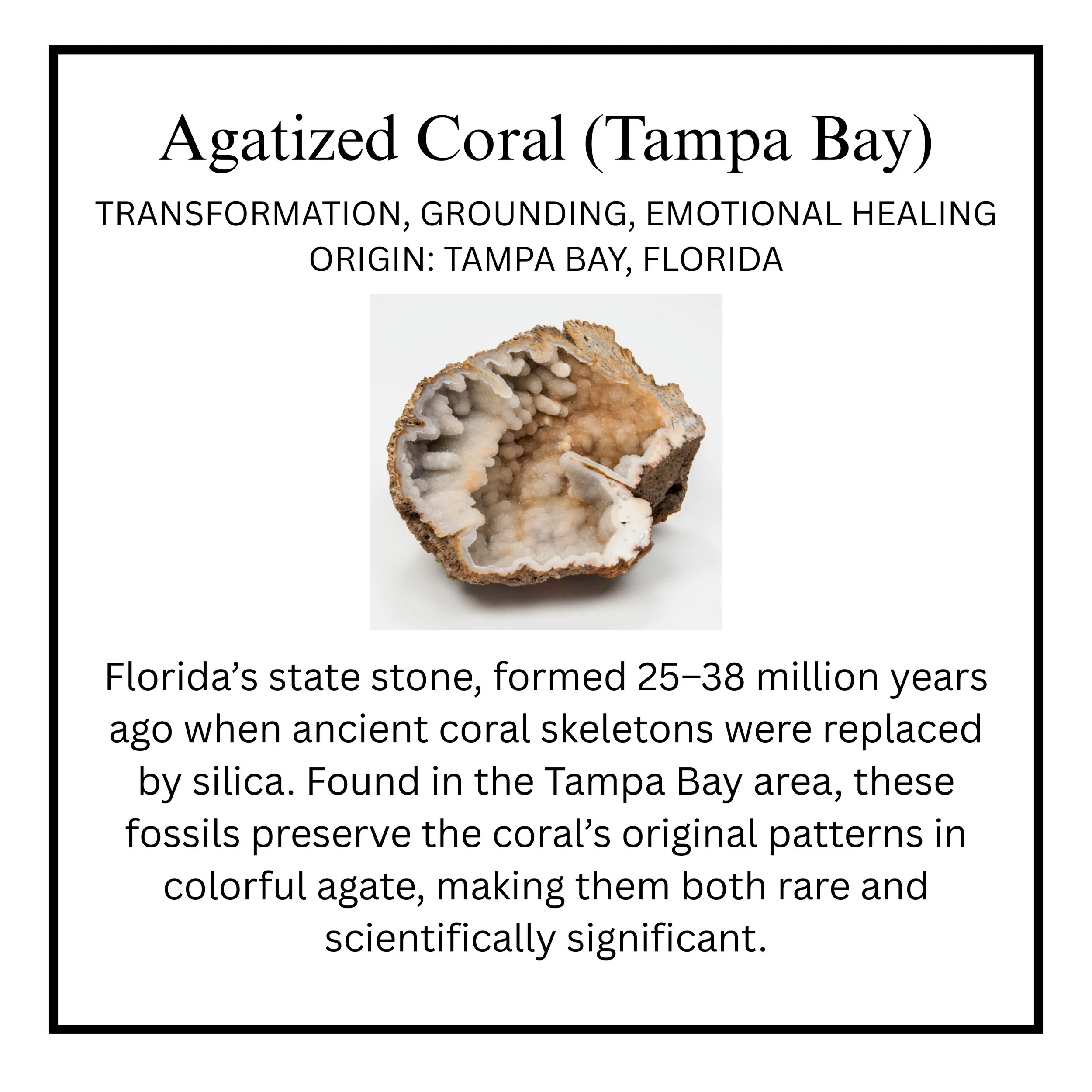 Agatized Coral (Tampa Bay)