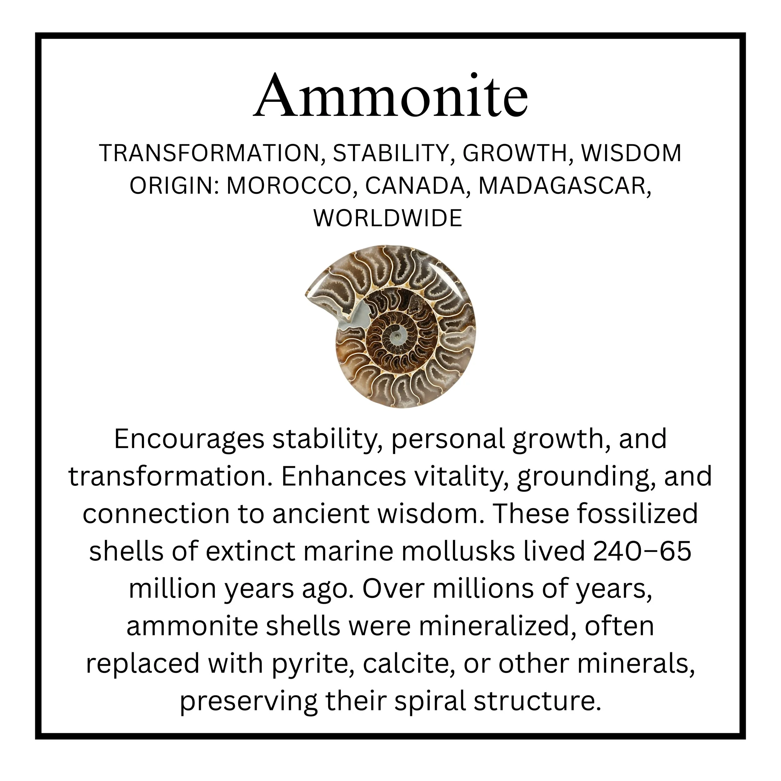 Ammonite