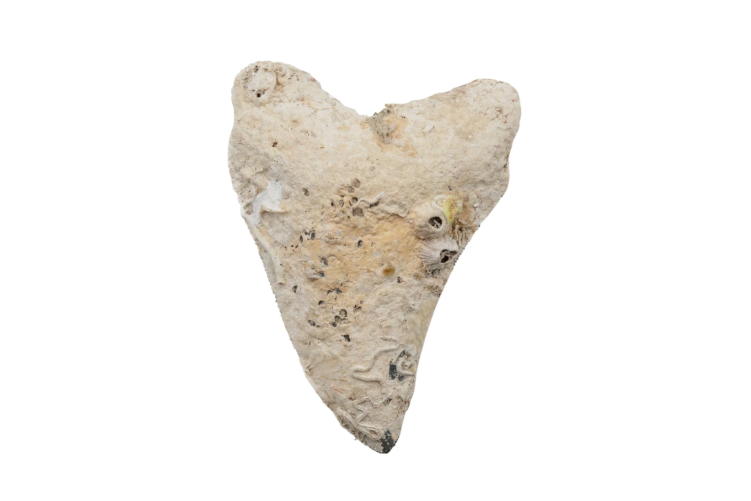 How to Identify Common Fossilized Shark Teeth in Southwest Florida