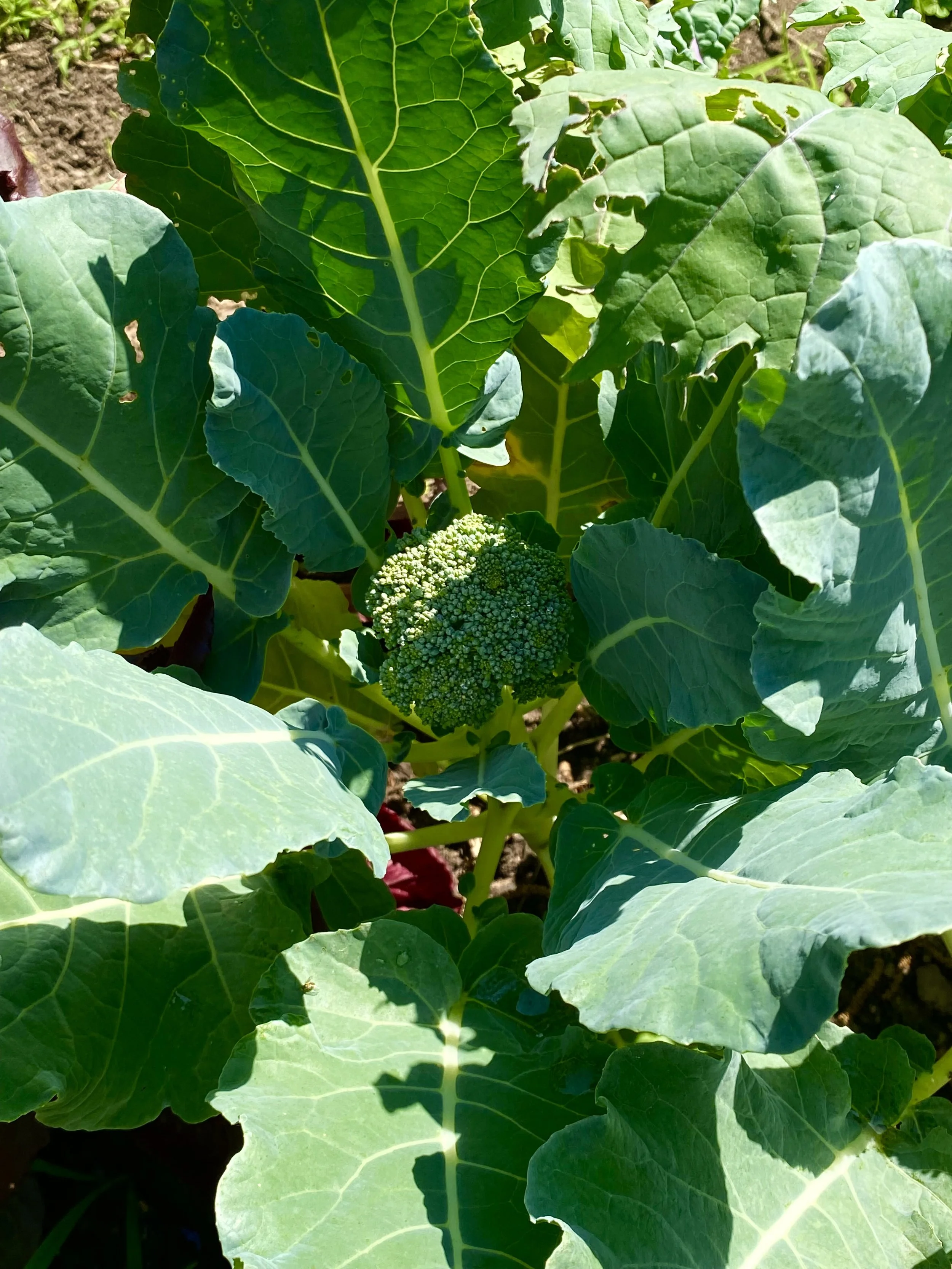 Iowa farmers’ market broccoli rich in fiber and antioxidants, supporting metabolic balance and mental wellbeing.