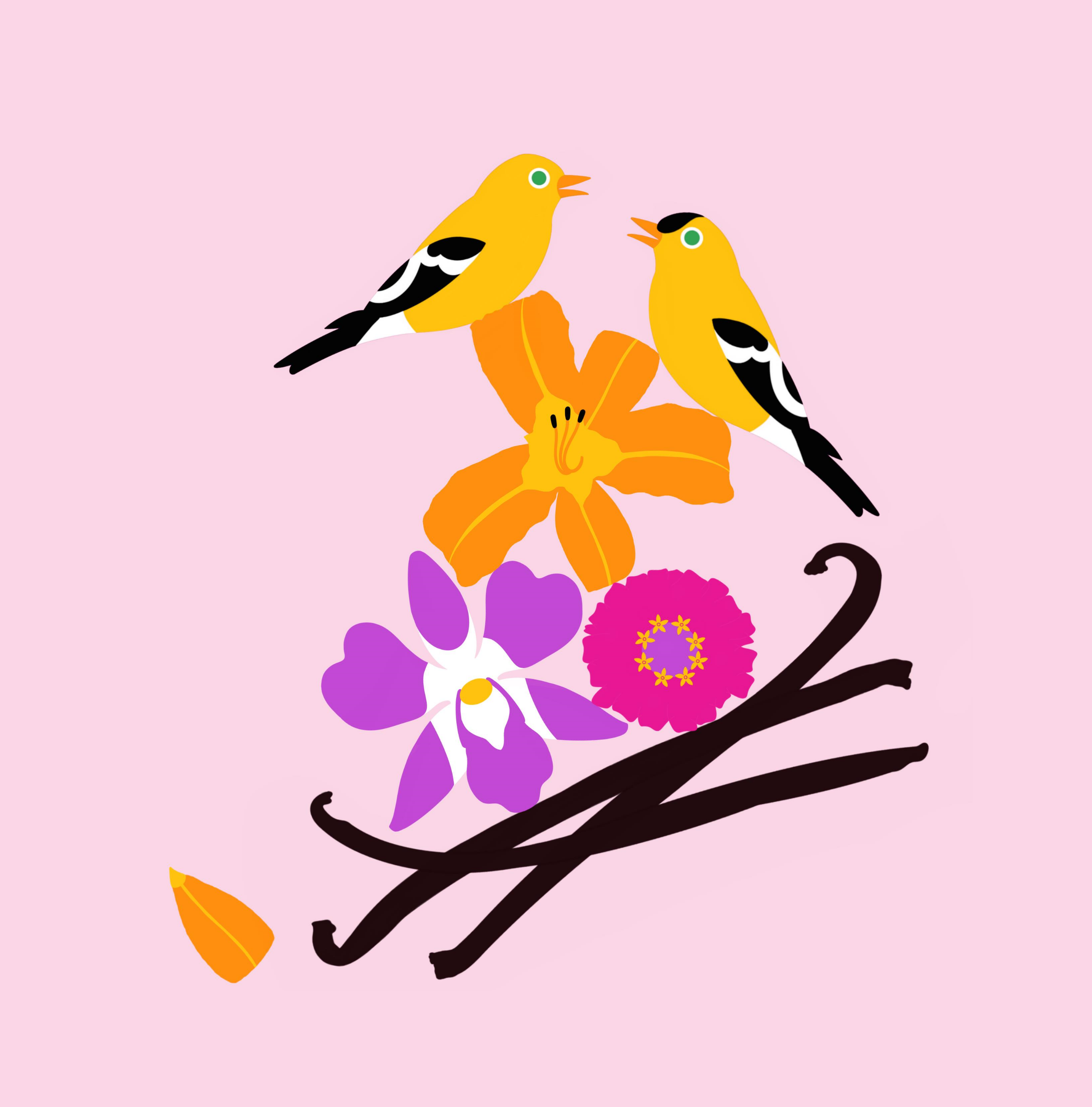 Digital illustration of two yellow and black gold finch birds perched on vanilla beans, surrounded by colorful flowers including an edible orange daylily, edible purple orchid, and edible zinnia, on a pink background.