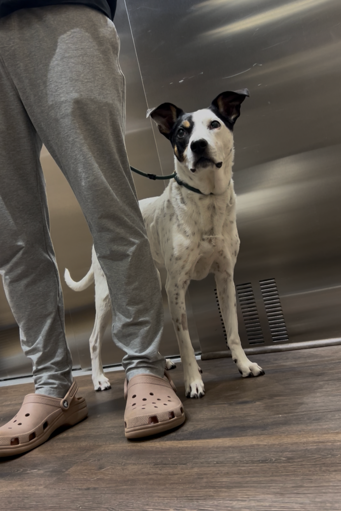 Apartment life with your dog:The dos and don’ts to complex life.&nbsp;