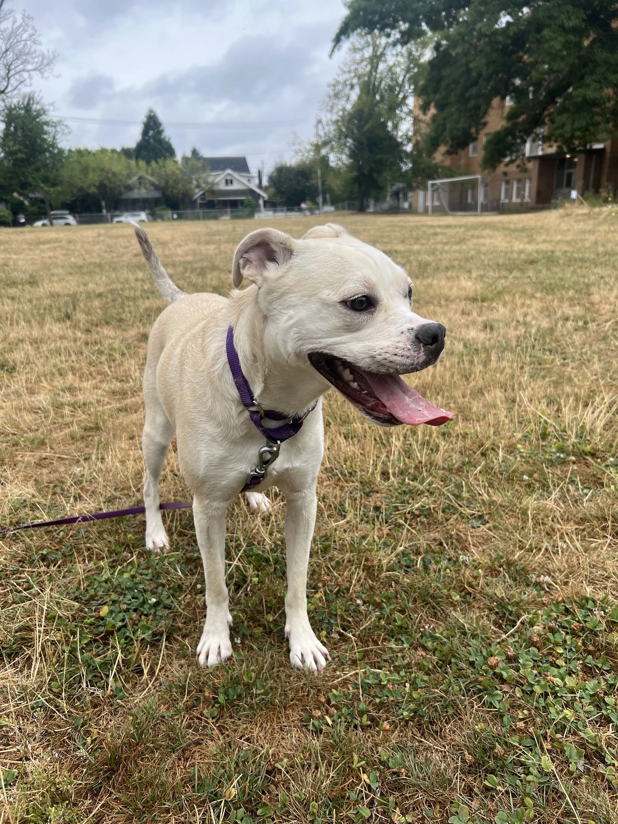 More than walking your dog: Fulfillment