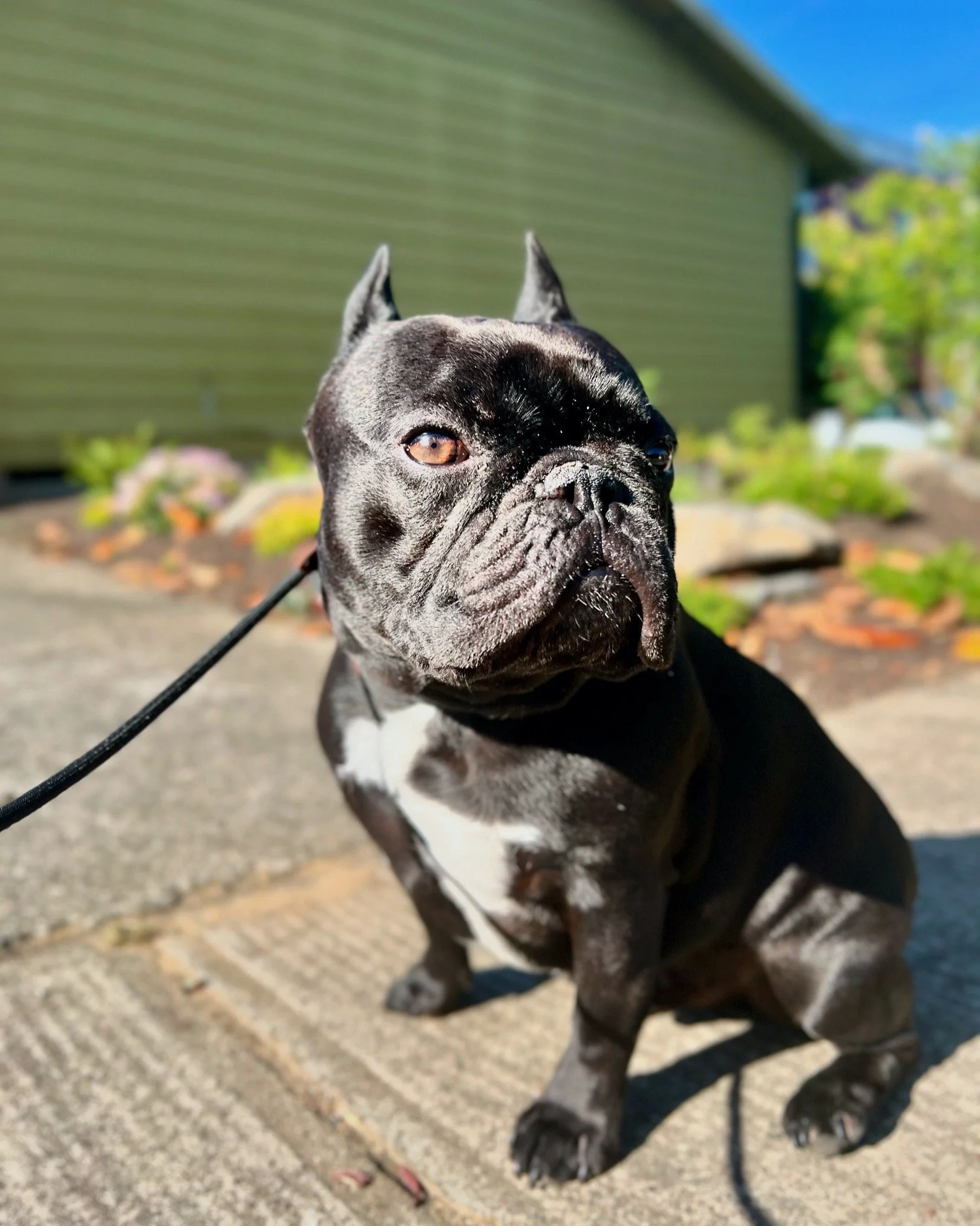 My dog doesn’t listen outside