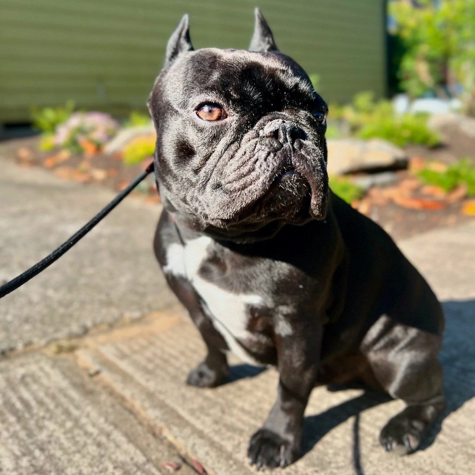 My dog doesn’t listen outside