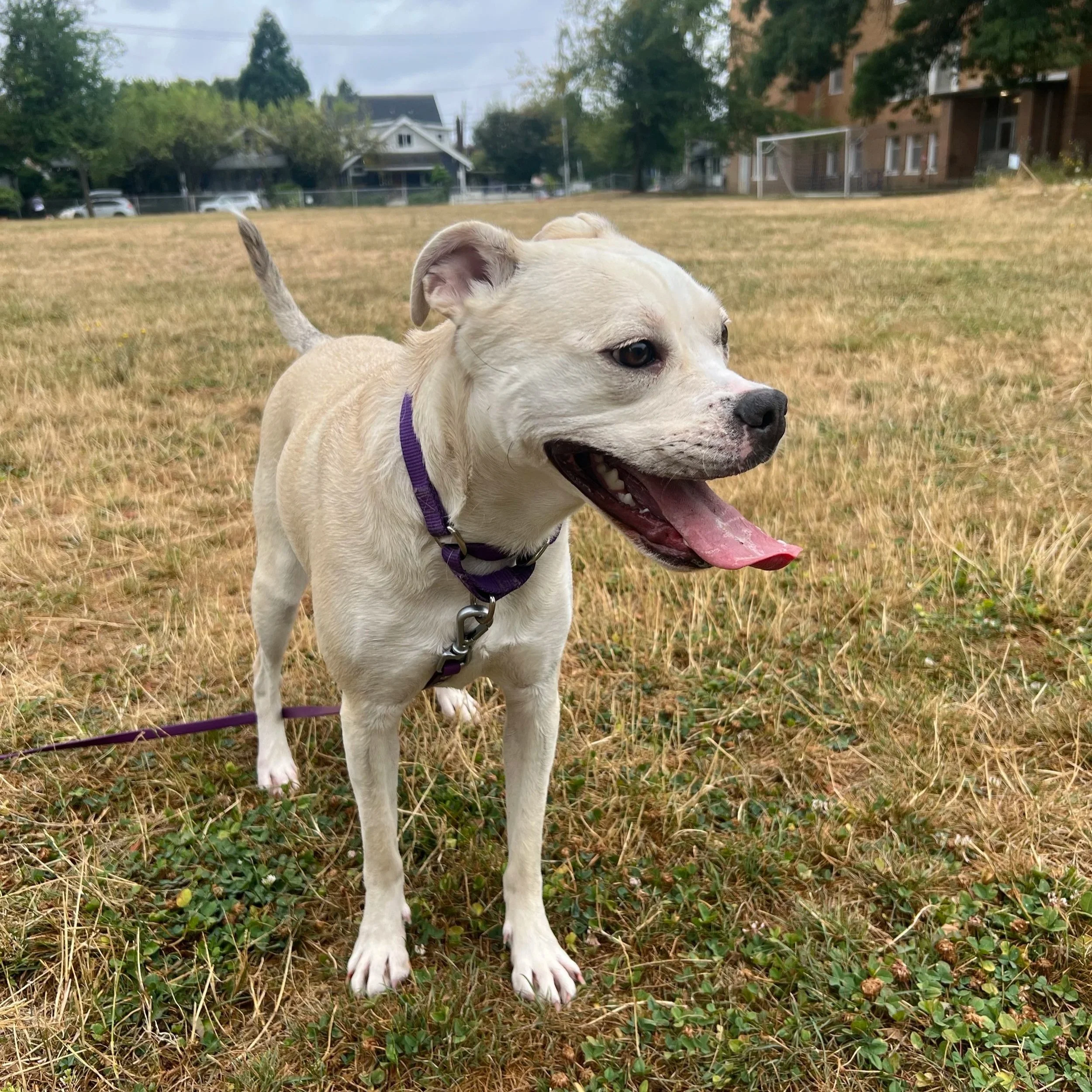 More than walking your dog: Fulfillment