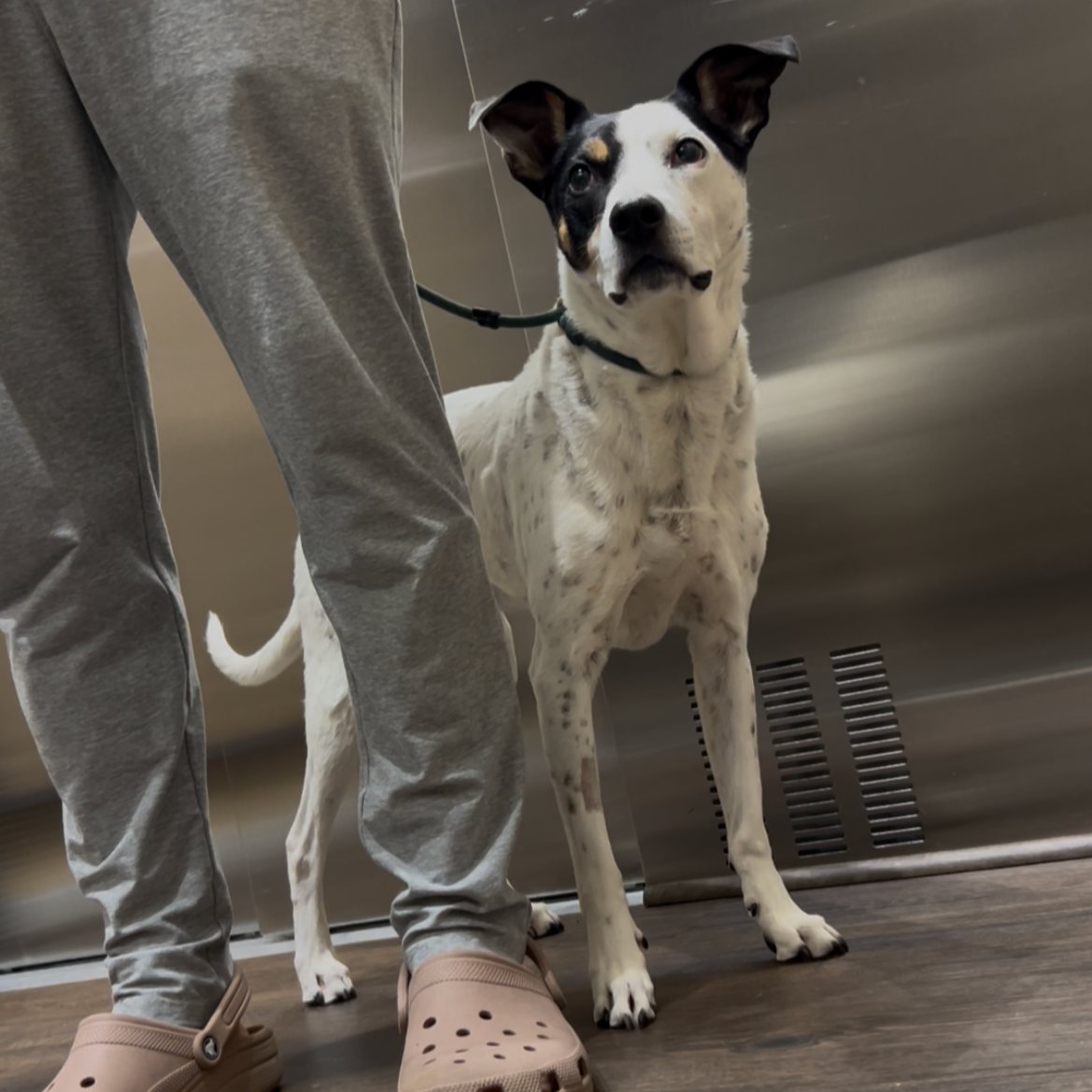 Apartment life with your dog:The dos and don’ts to complex life.&nbsp;