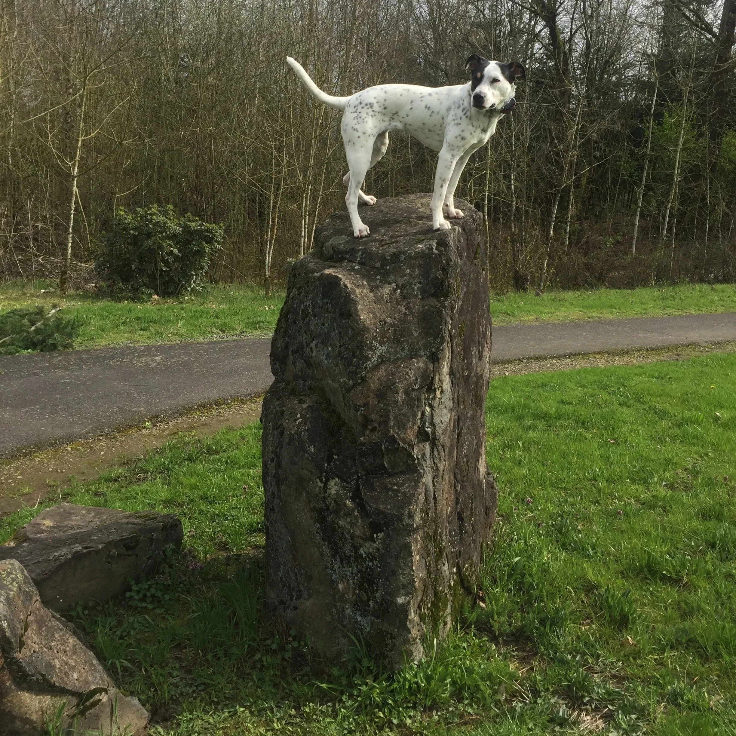 Obedience Your Dog Should Learn