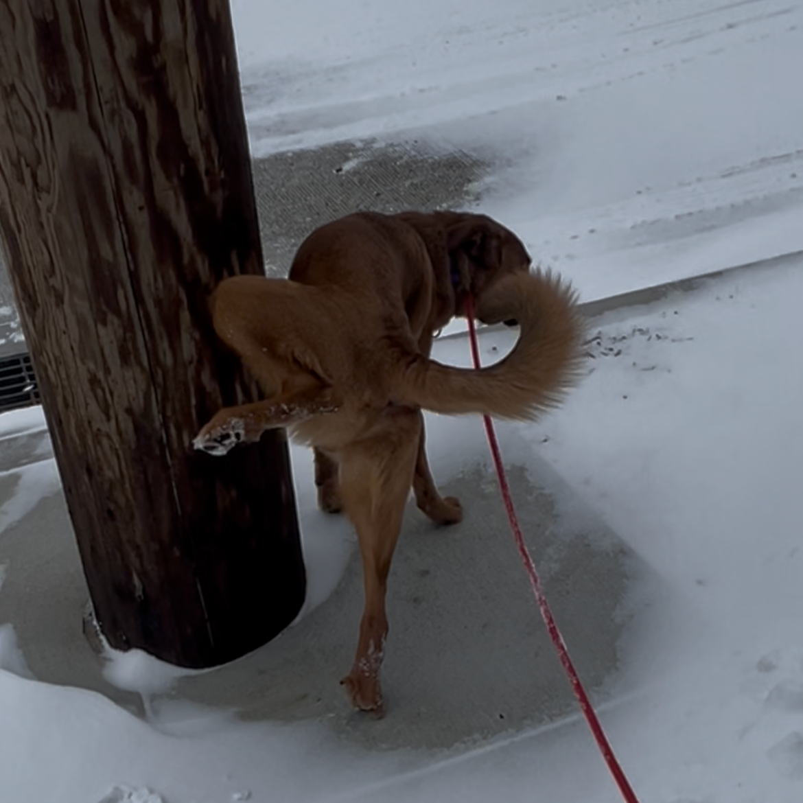 Puppy Potty Training: Proven Steps for a Clean Home (Portland Edition)