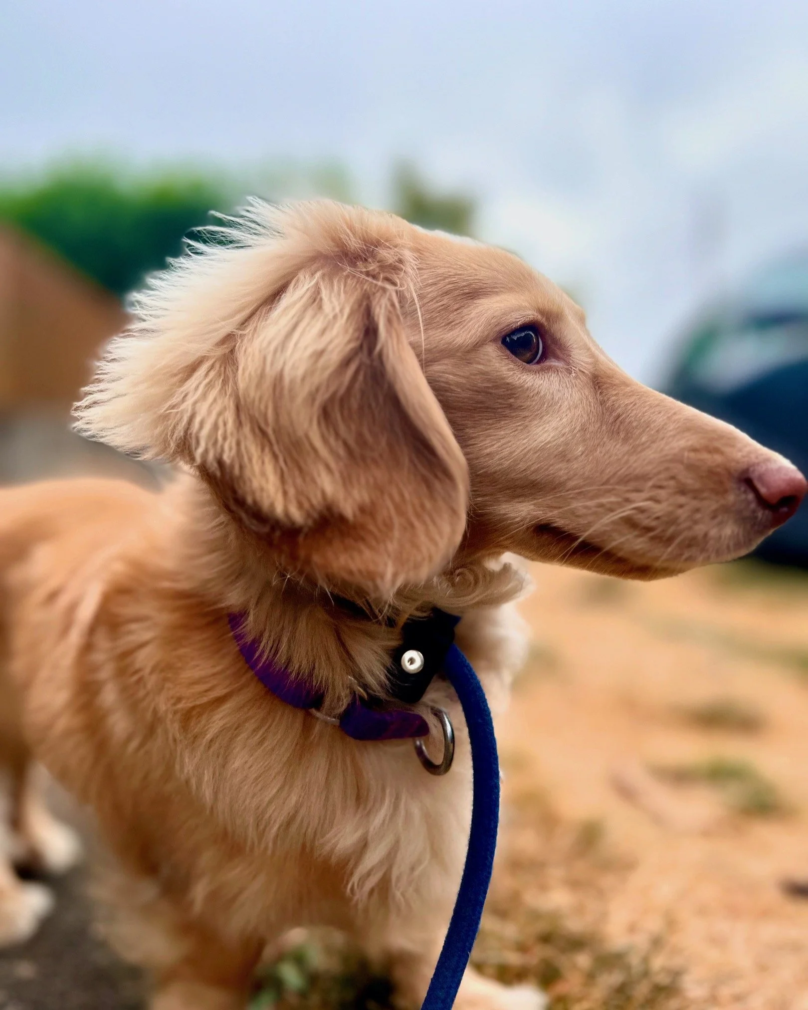 How to Stop Demand Barking (and Why Most People Make It Worse).