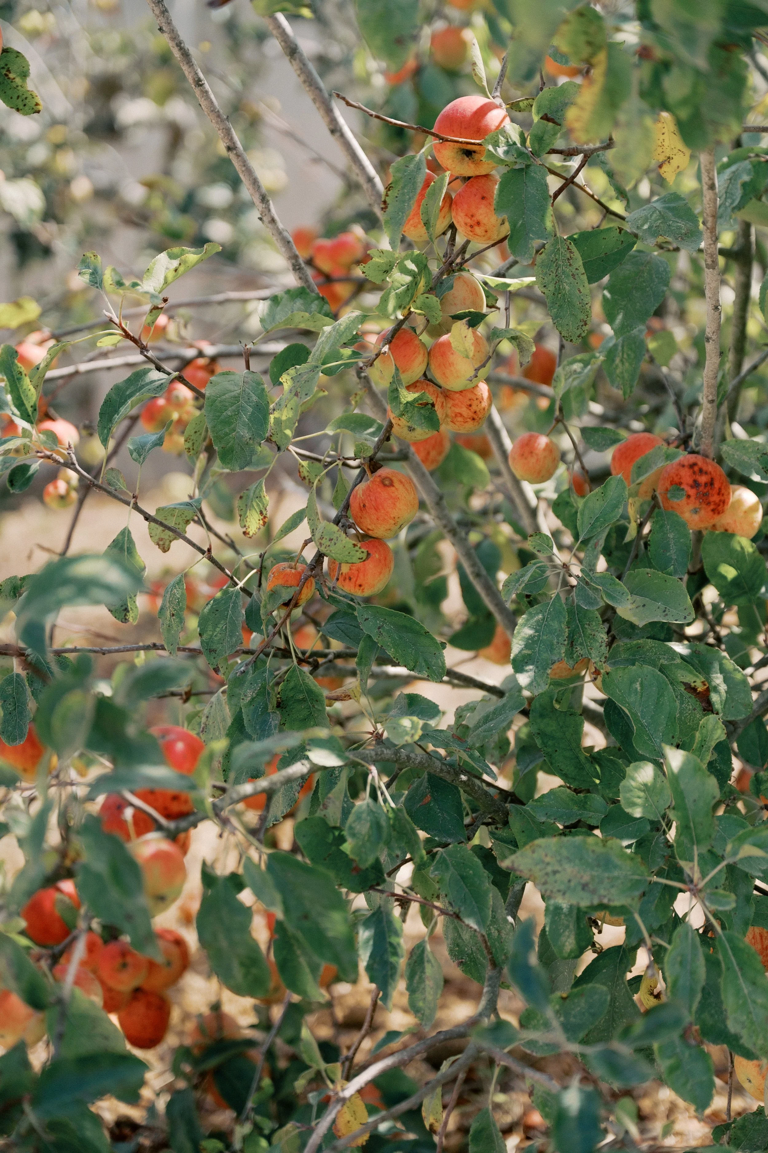 Fruit Trees At Our Villa