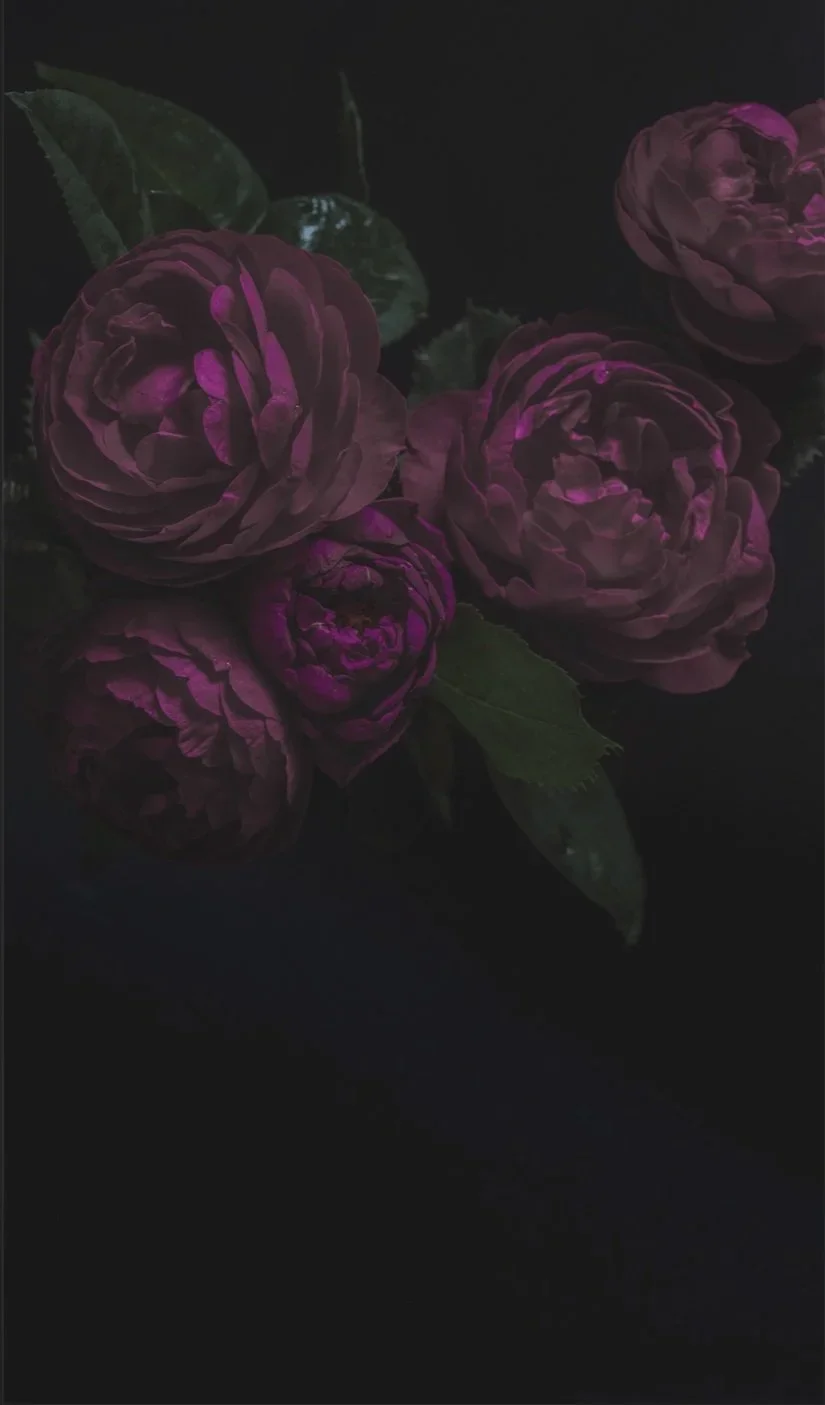 cluster of peonies, bariatric warrior