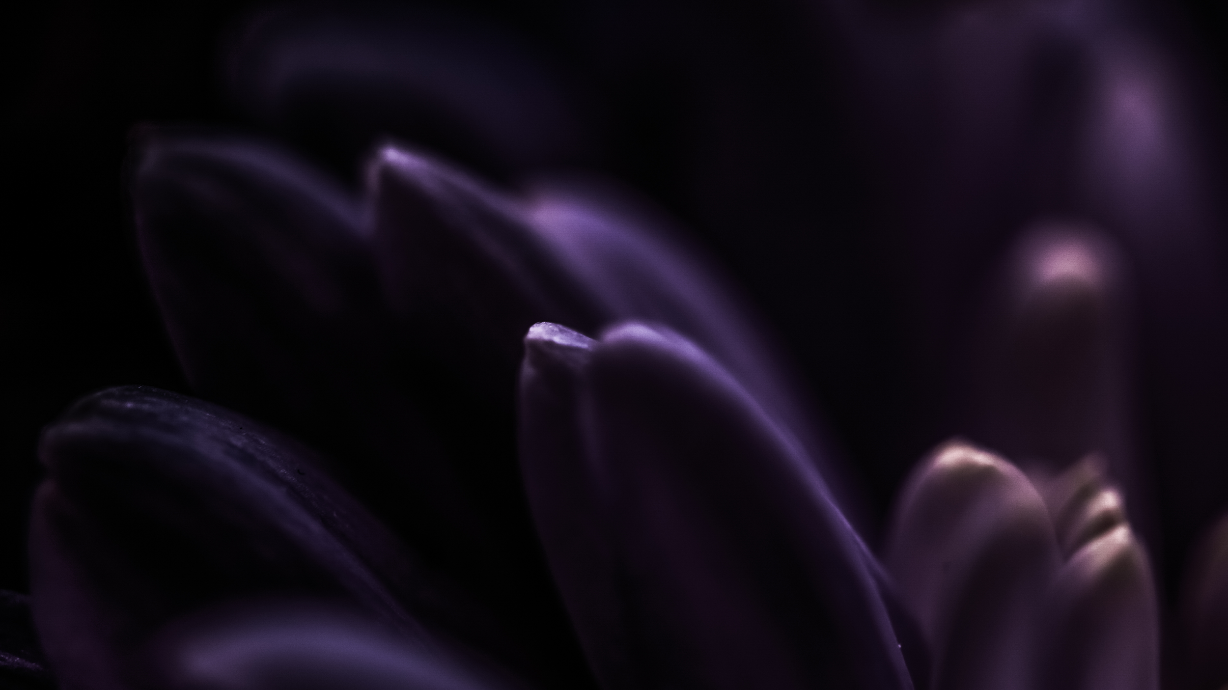 purple tulip buds, bariatric warrior