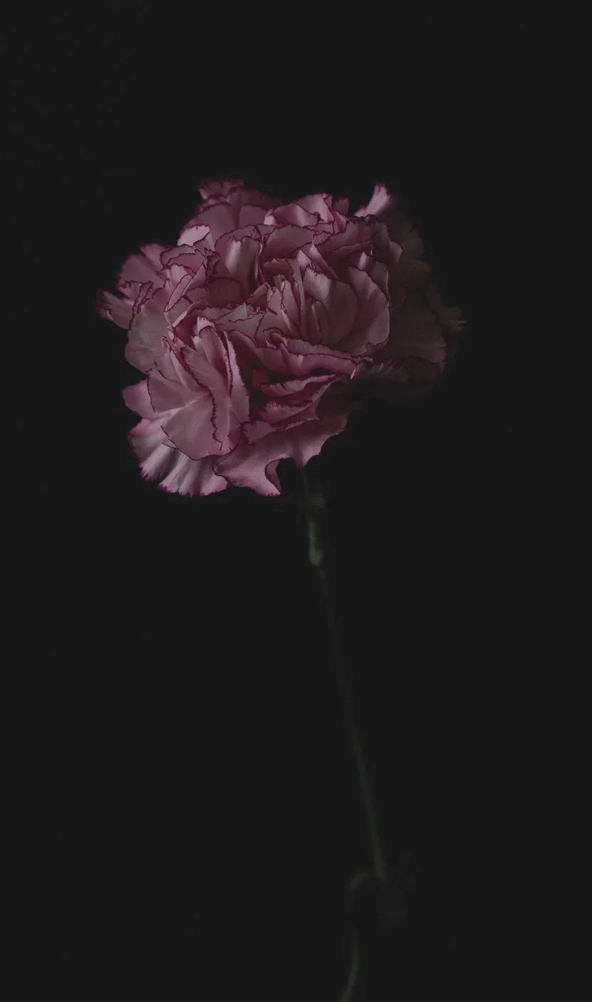 carnation flower with dark background, bariatric warrior
