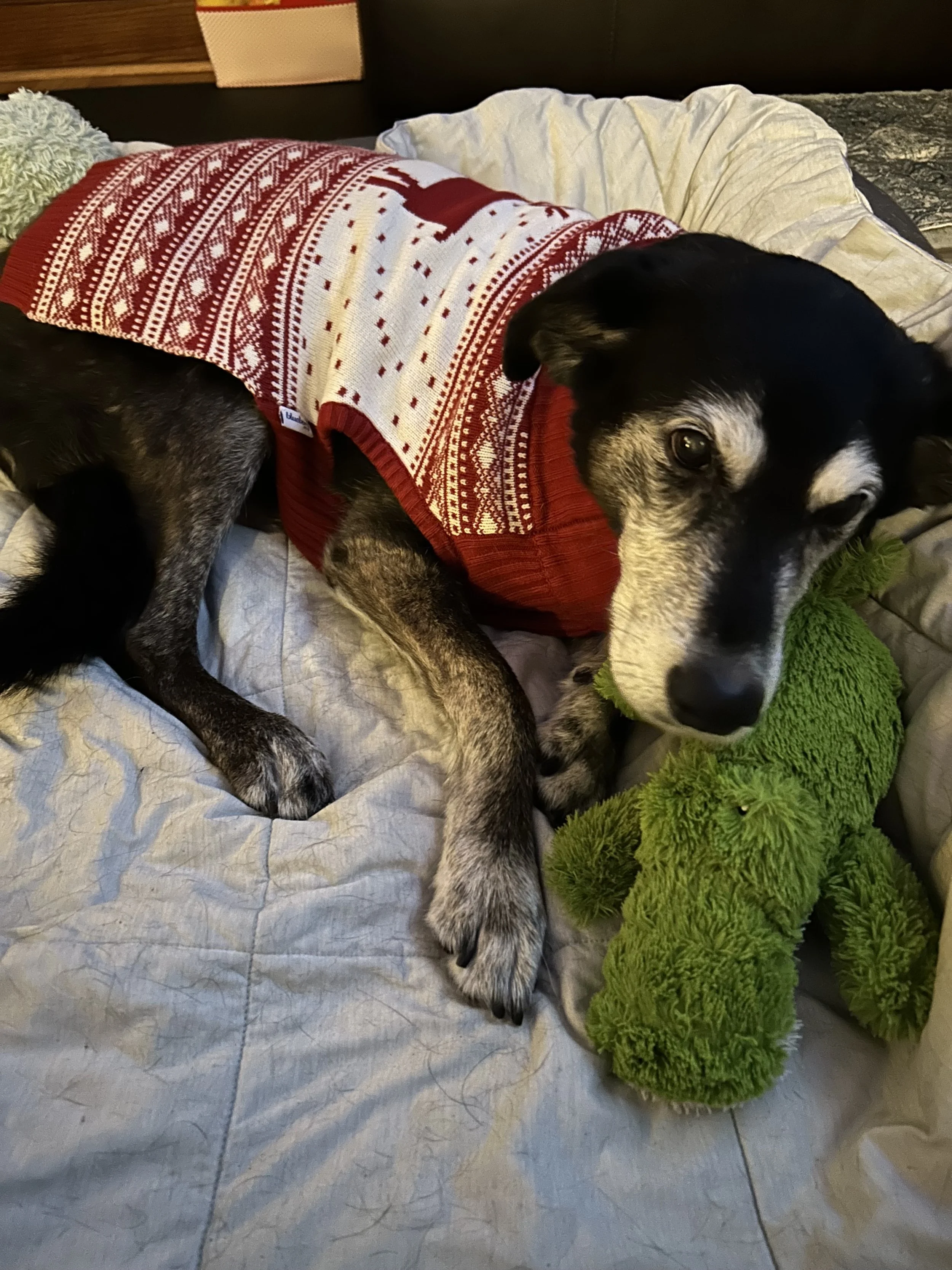 Anticipatory Grief and Loving an       Aging Pet