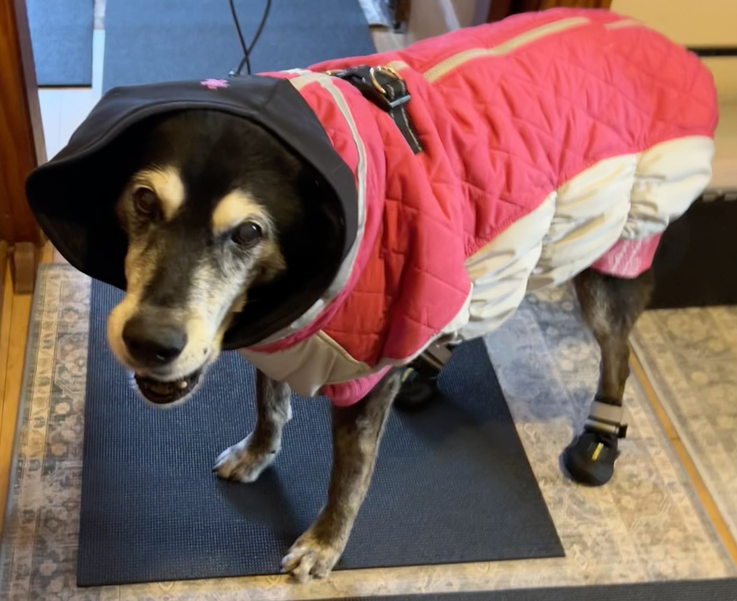 black and white senior dog wearing a pink coat, black boots, and a black hood