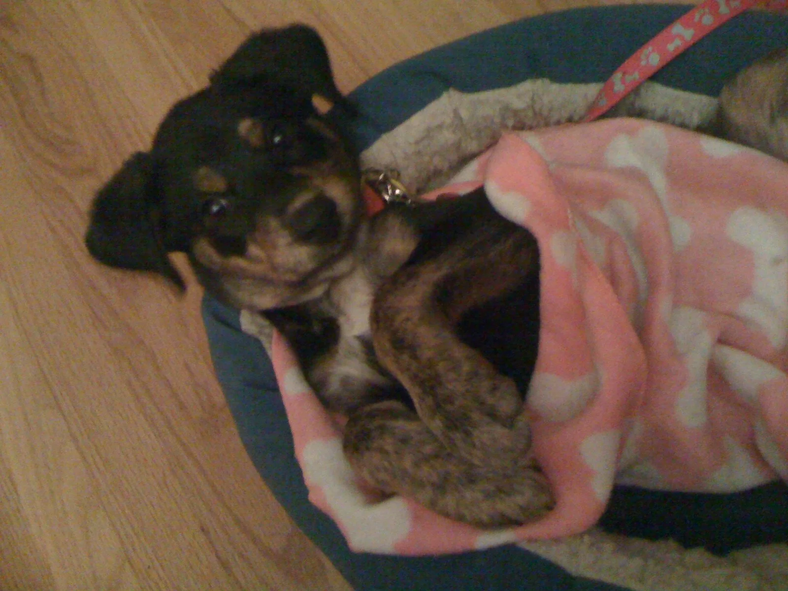 Black and brown puppy lying on a blue bed with a pink blanket