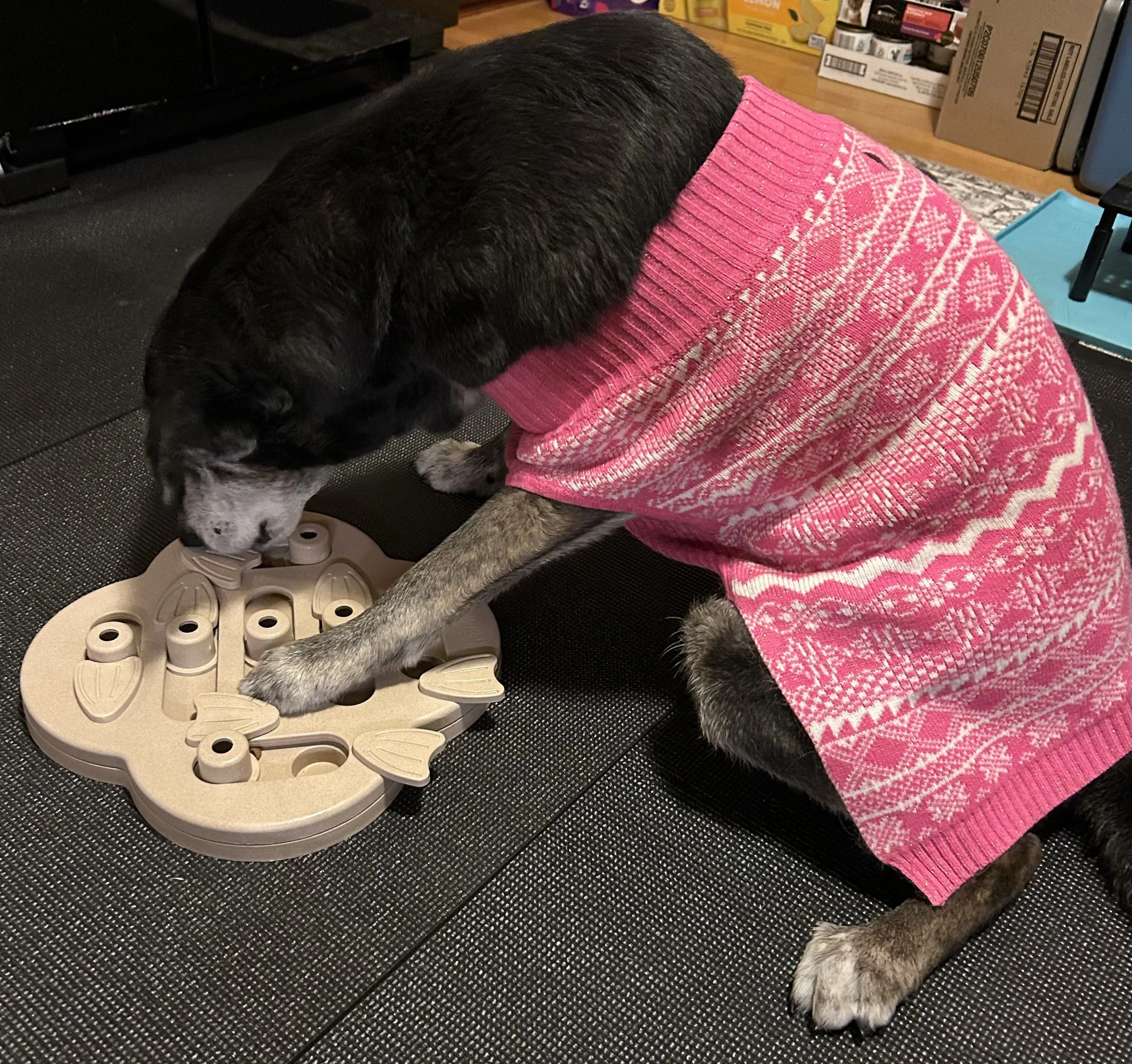 black and white senior dog wearing a pink sweater works on a tan food puzzle