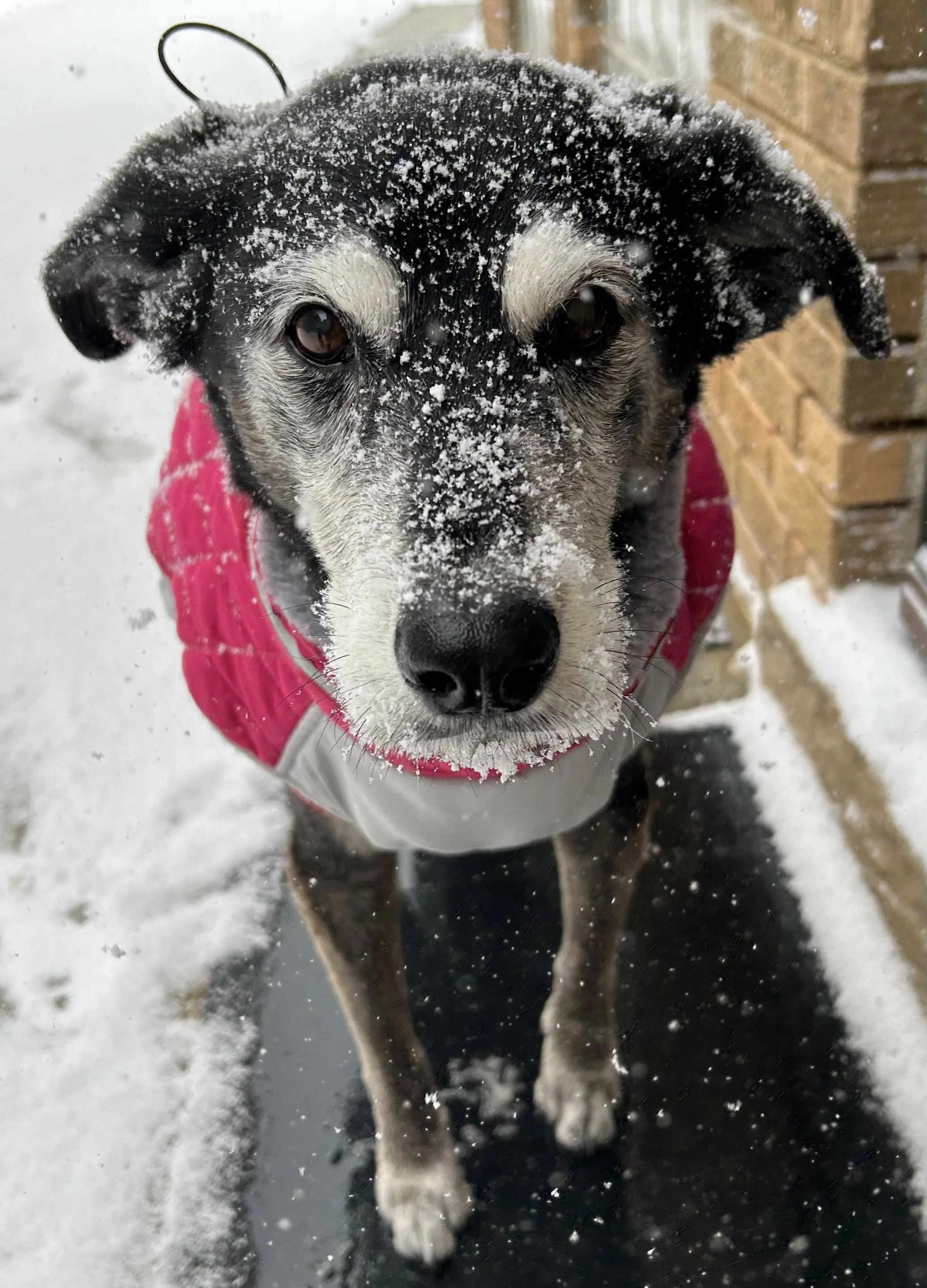 black and white senior dog with snow on face on a snowy background