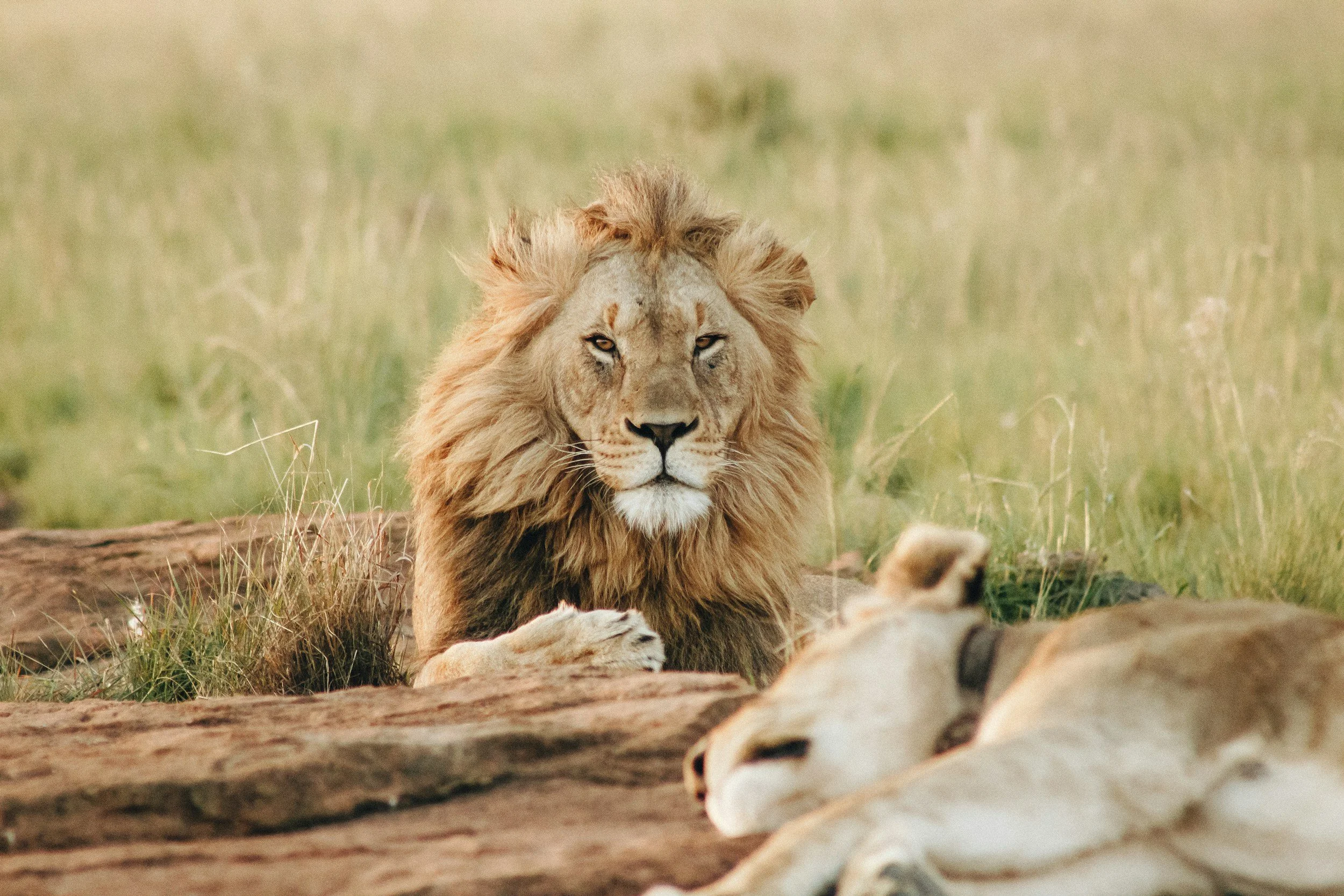 A male lion resting on the ground next to a sleeping lioness in a grassy savannah.