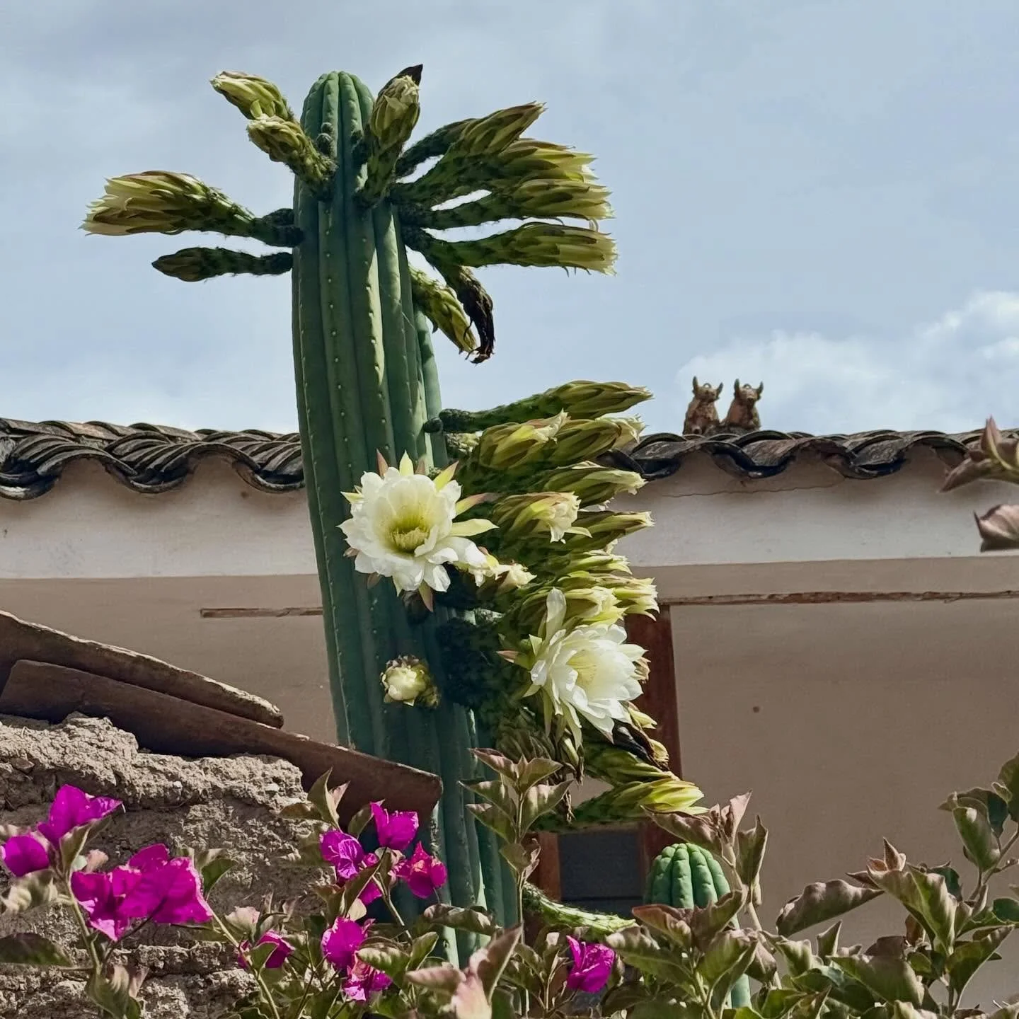 One of my prayers today 🕊️ 

&ldquo;Don&rsquo;t forget your sisters
Nor the mothers nor the daughters
With eyes cast to the ground
Sharing the same sky

Friends, lift your gaze
What are our chains?
Asking who we are
Sailing under the same sun

Looki