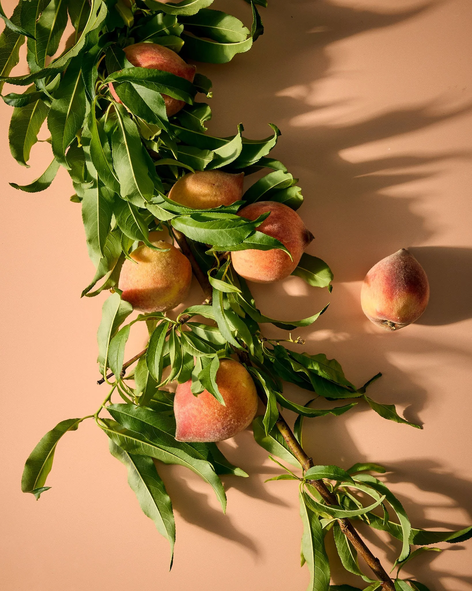 Jen-Causey-peach-branch-84.jpg